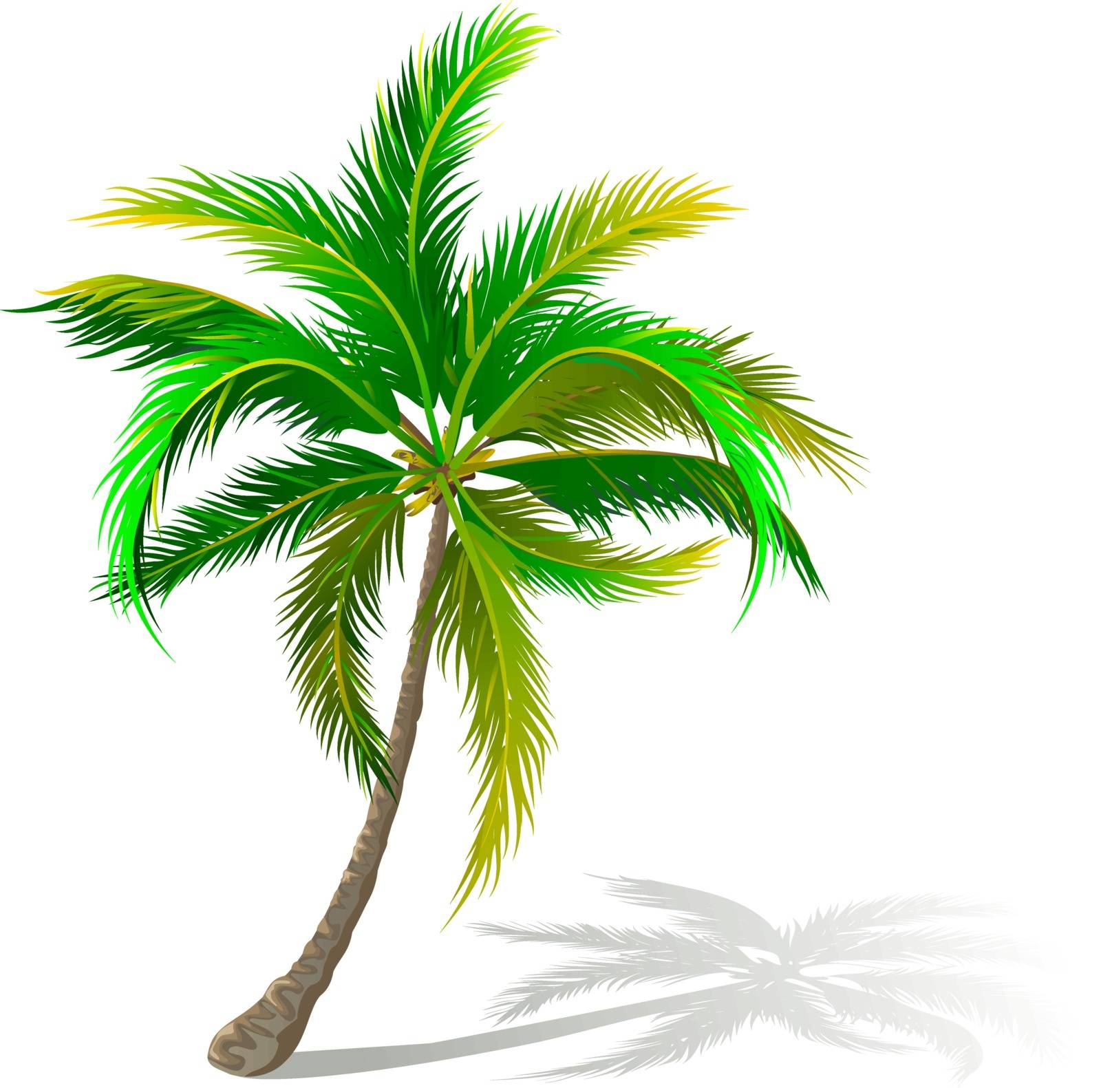A palm tree on a white background. A palm tree with green leaves. A palm with large leaves.