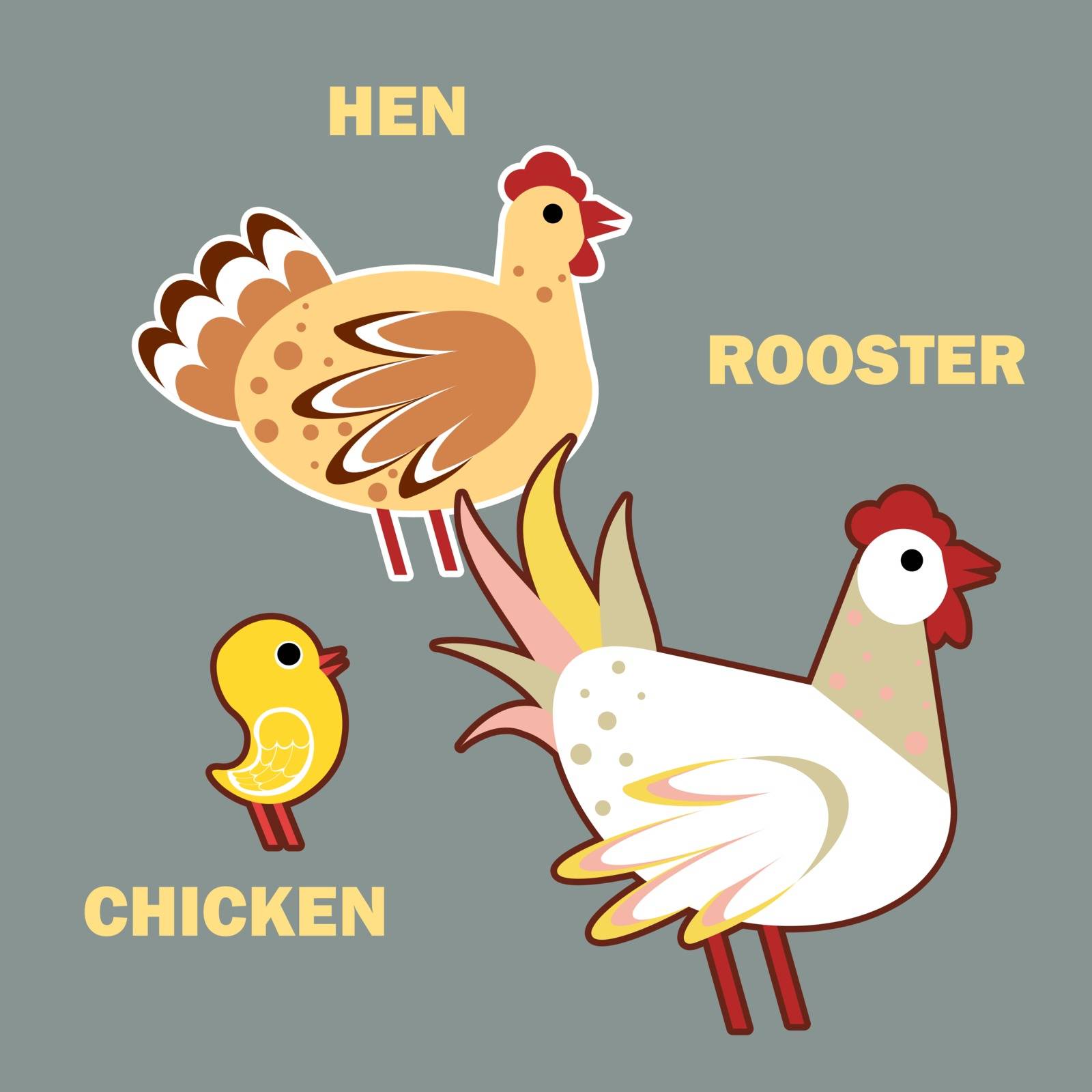The isolafed Domestic birds rooster, hen and chicken on simple grey background. Educational flashcard for teaching preschool in kindergarten. Colorful flat cartoon style illustration.