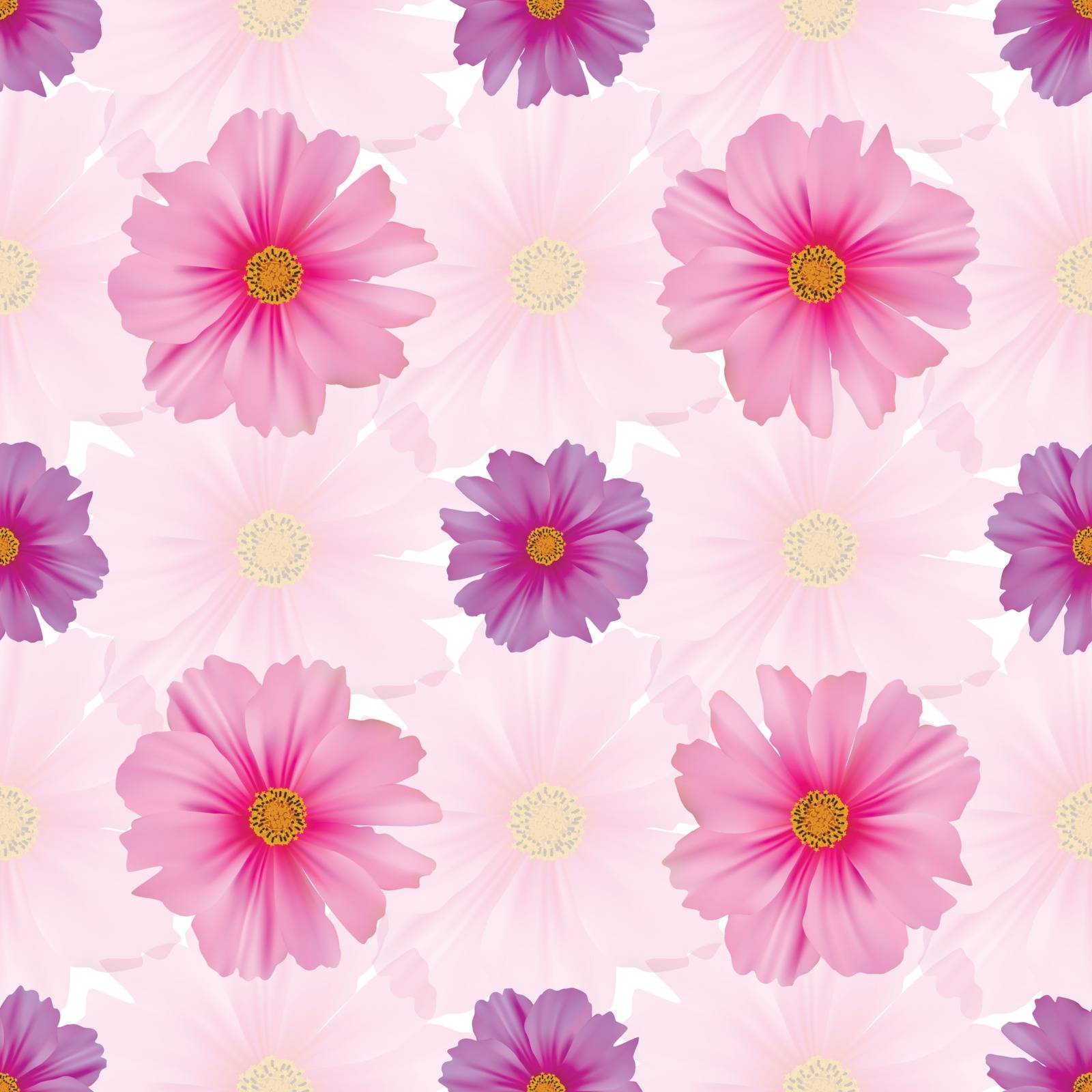 Seamless pattern with cosmos flower. Pink and purple cosmea