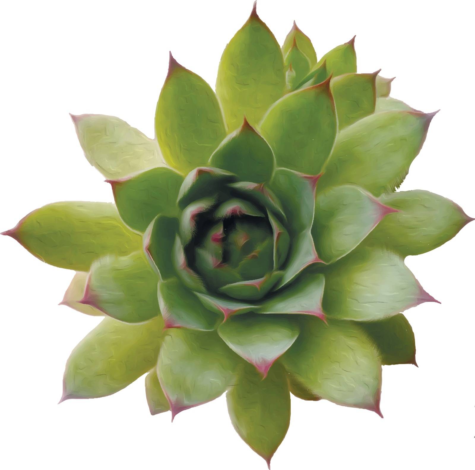 Echeveria, realistic vector illustration of a succulent plant. Top view