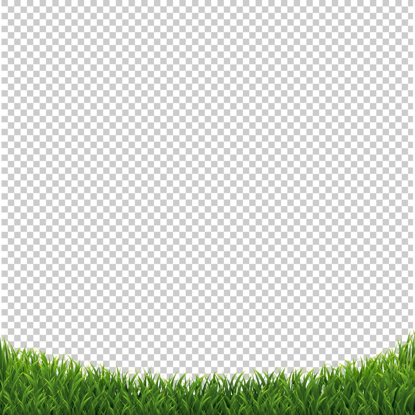 Grass Isolated Background Transparent Background by barbaliss