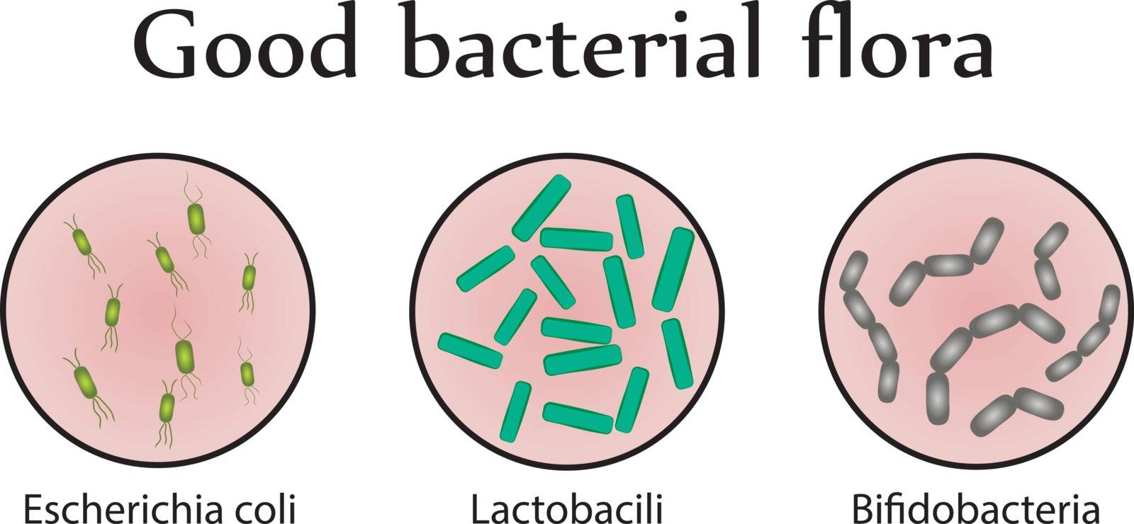 Intestinal bacteria flora. Good bacterial flora. Vector illustration by Olena758