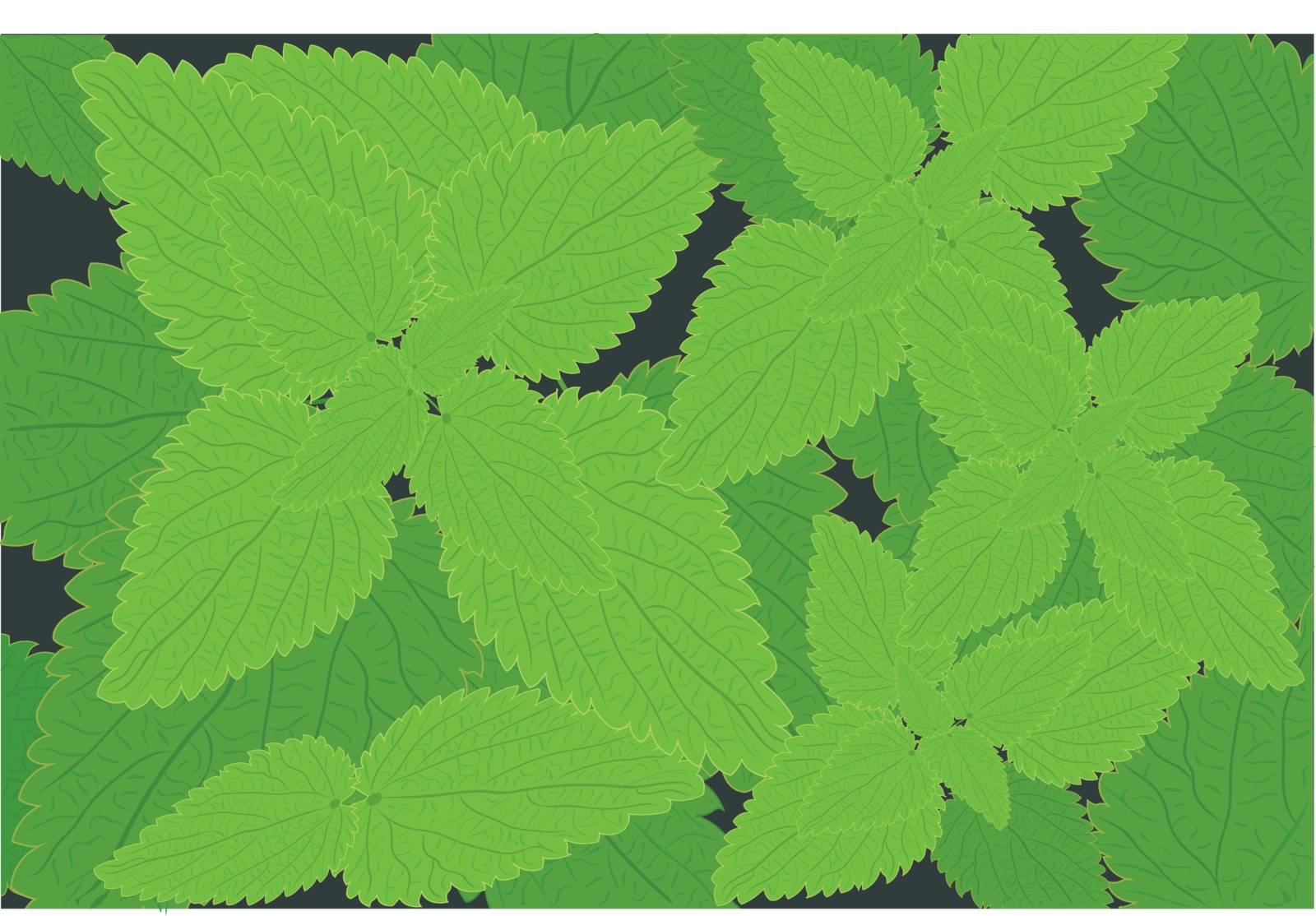 Stinging nettle background Herbal medicine  vector illustration Medical background