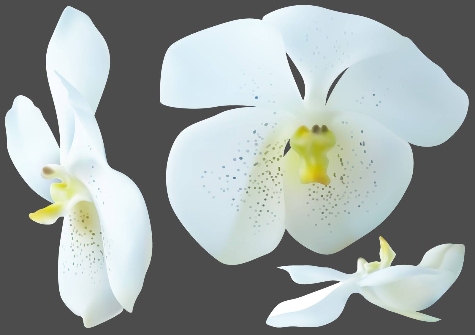 White Orchid Flowers by illustratorCZ