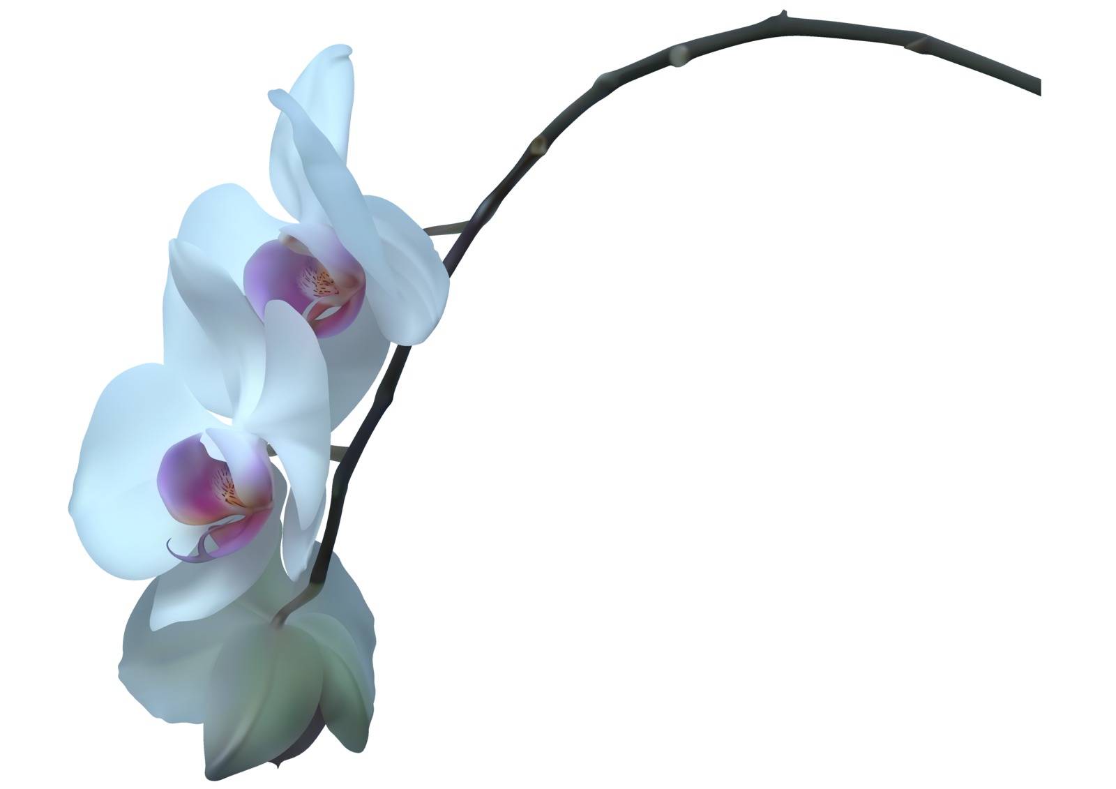 White Orchid Plant with Flowers Isolated on White Background - Design Elements for Your Floral Composition, Photorealistic Vector Illustration
