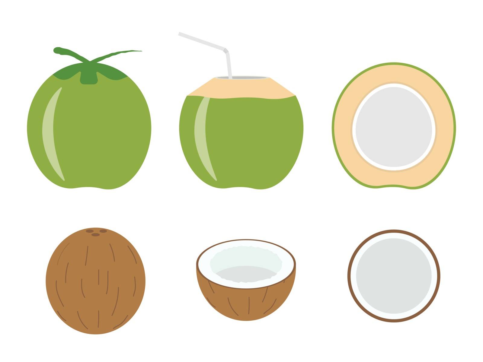 Vector illustration of set fresh coconut isolated on white background by Angyee