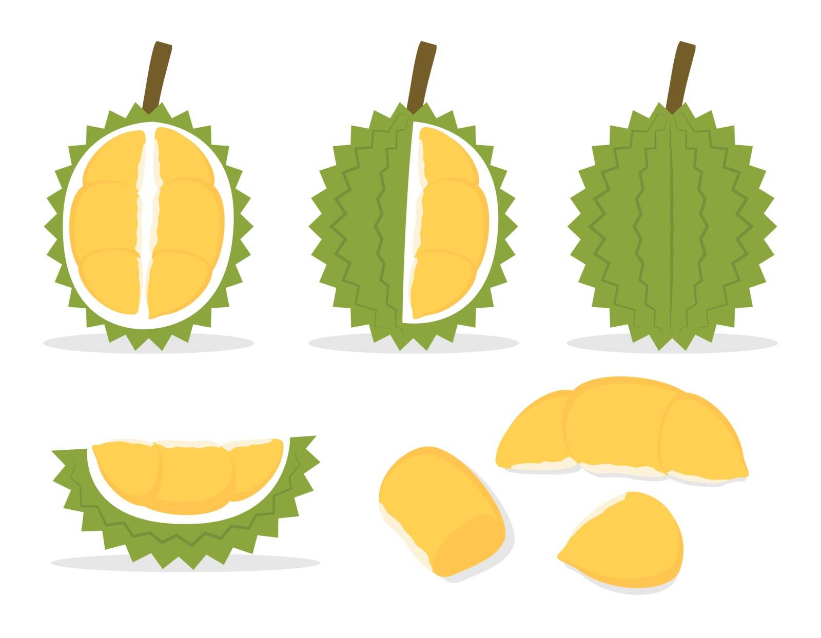 Vector illustration of set fresh durian isolated on white background