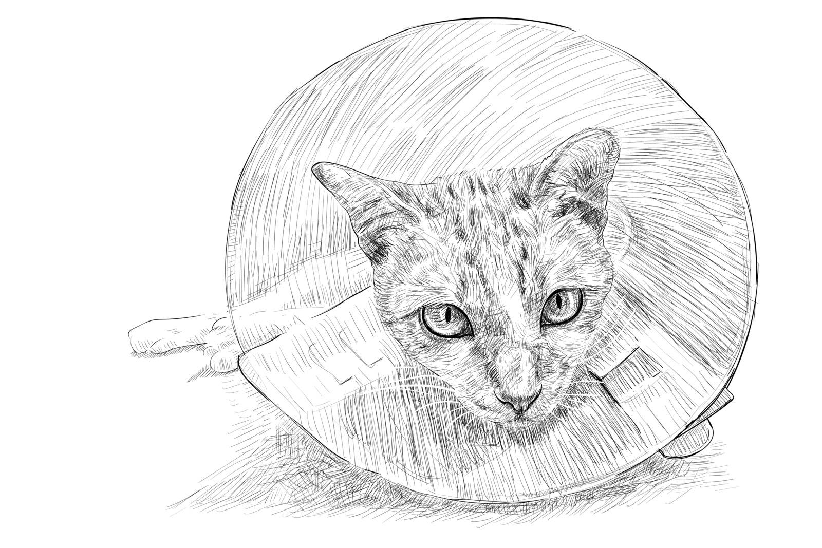 Drawing of a cat wearing a Elizabethan collar prevent scratches and injured bites, stitches, rashes and wounds after sterilization. Vector illustration.