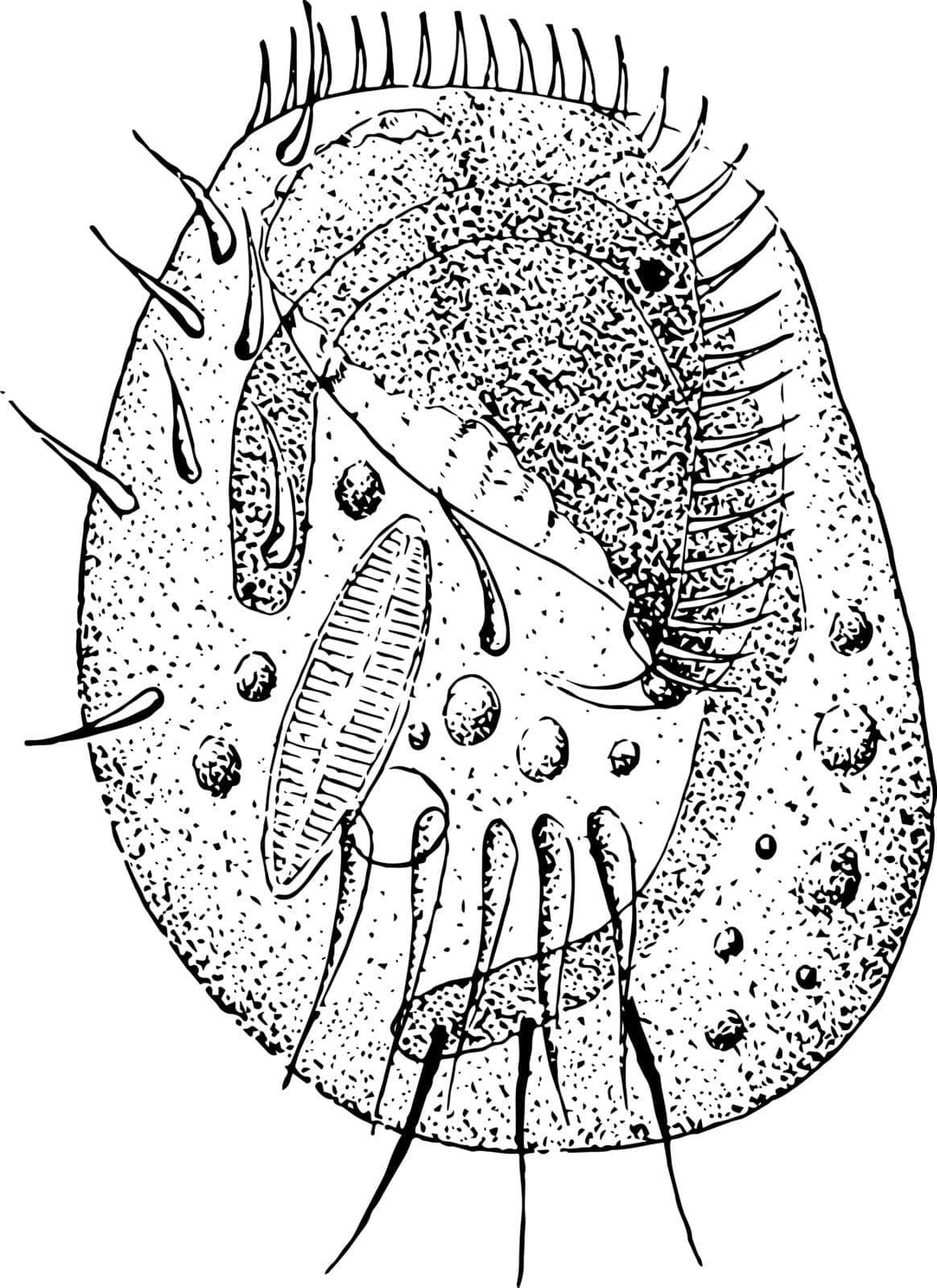 Infusoria is an obsolete collective term for minute aquatic creatures, vintage line drawing or engraving illustration.
