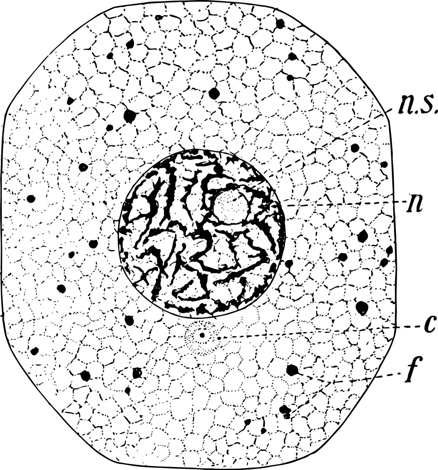A typical cell consists of two portions one is  te firmer and second more fluid part, vintage line drawing or engraving illustration.
