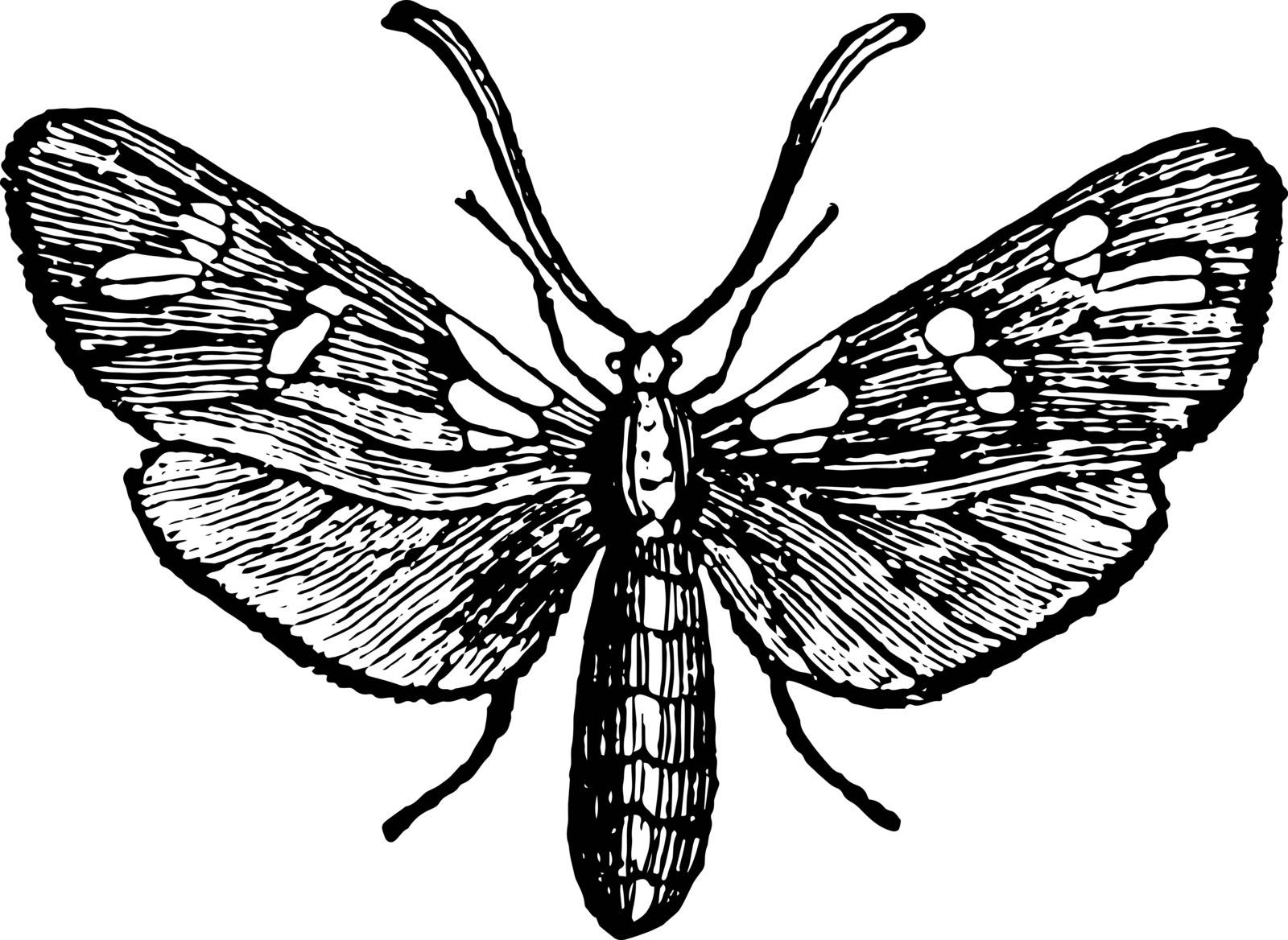 Six Spot Burnet Moth is common from June to the beginning of August vintage line drawing or engraving illustration.