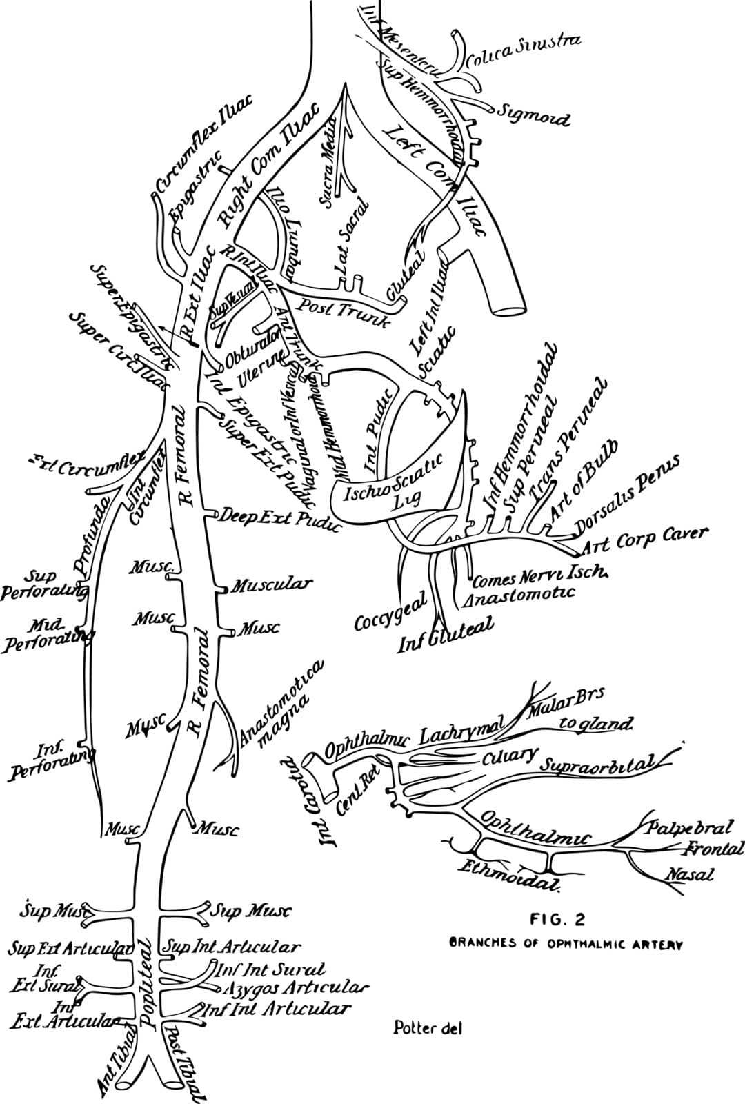 This diagram represents Branches of the Aorta vintage line drawing or engraving illustration.