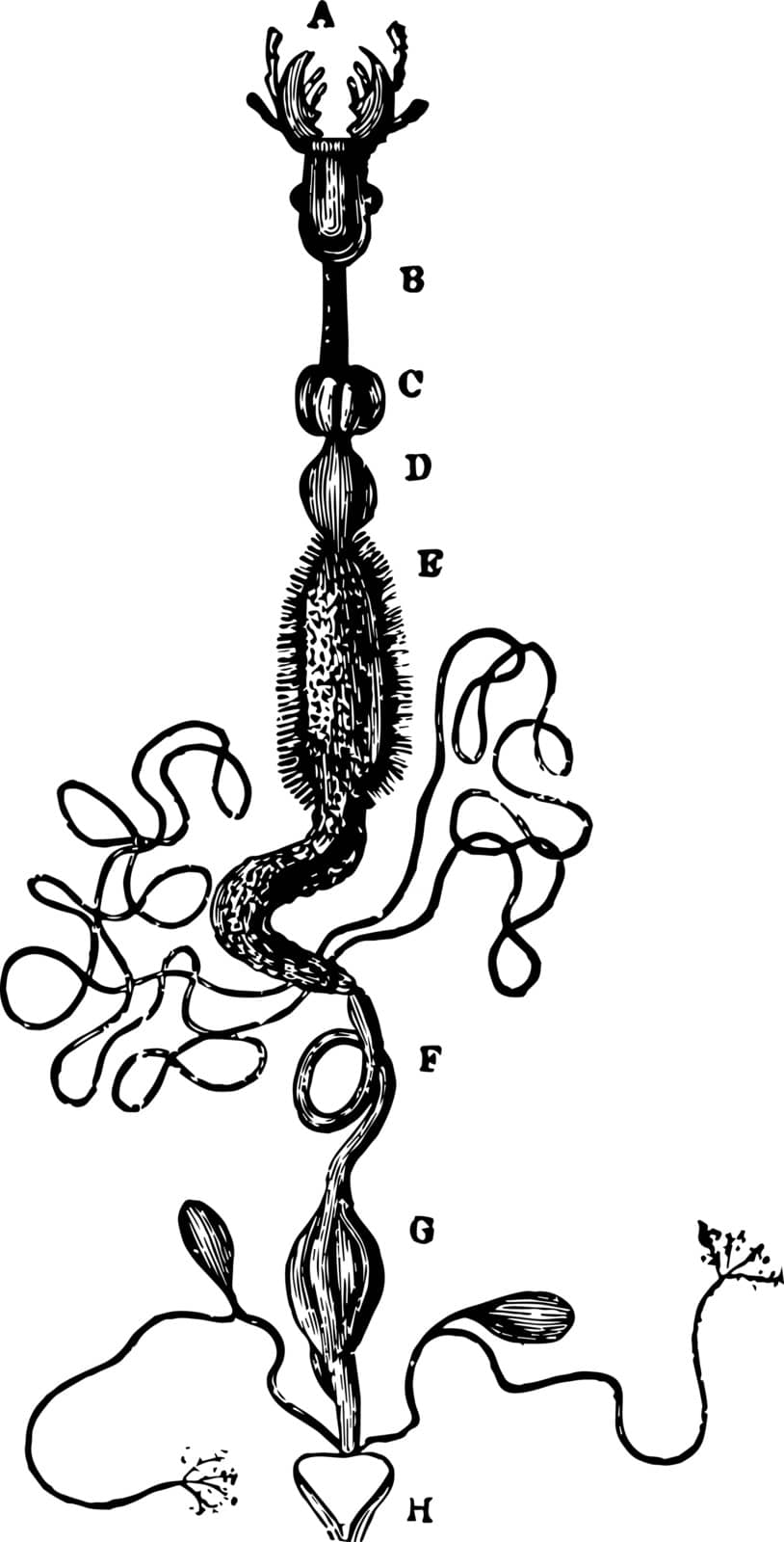 Digestive Apparatus of Carabus Auratus vintage illustration. by Morphart