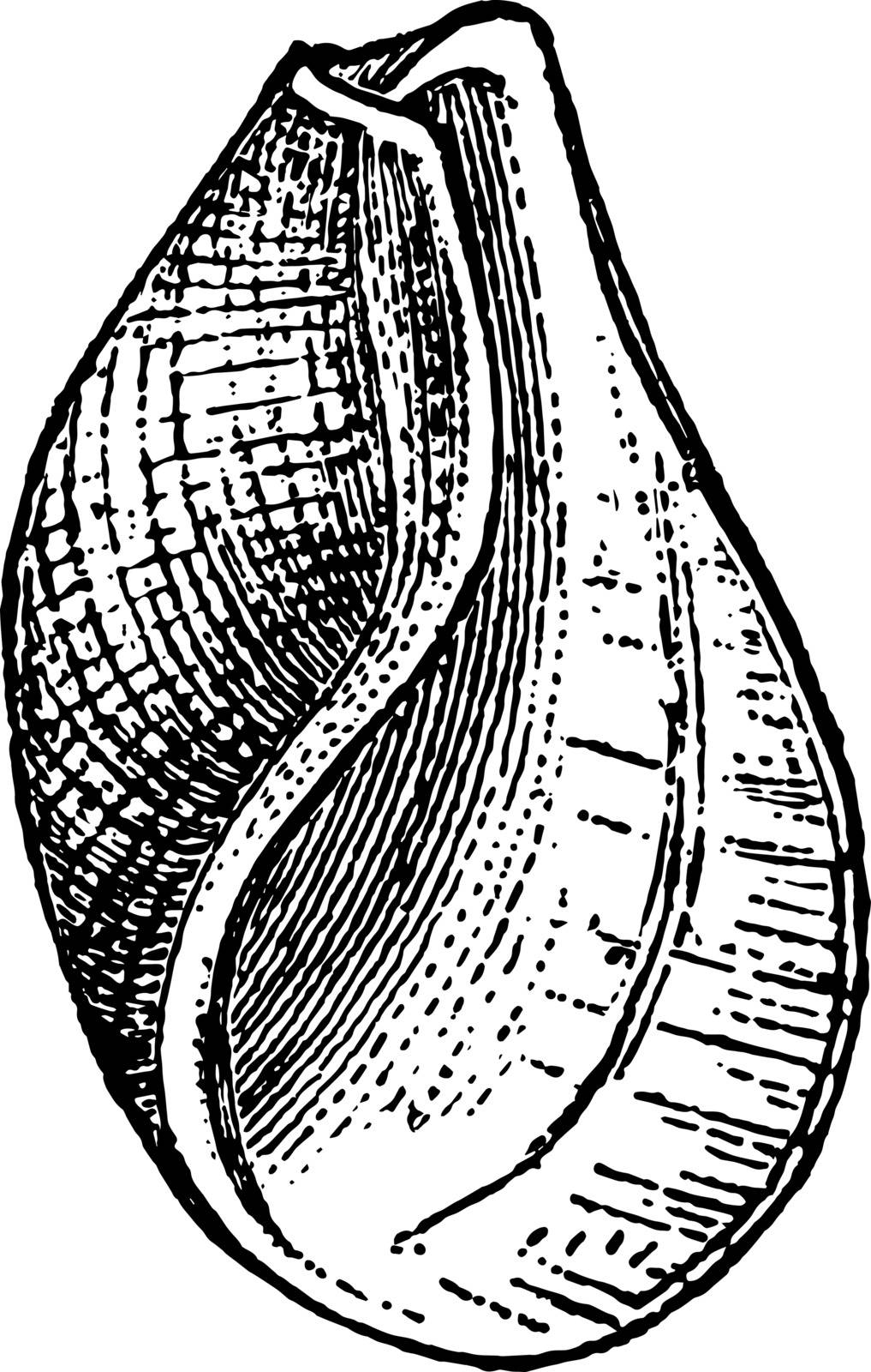 Scaphander is a species of gastropods in the Scaphandridae family vintage line drawing or engraving illustration.