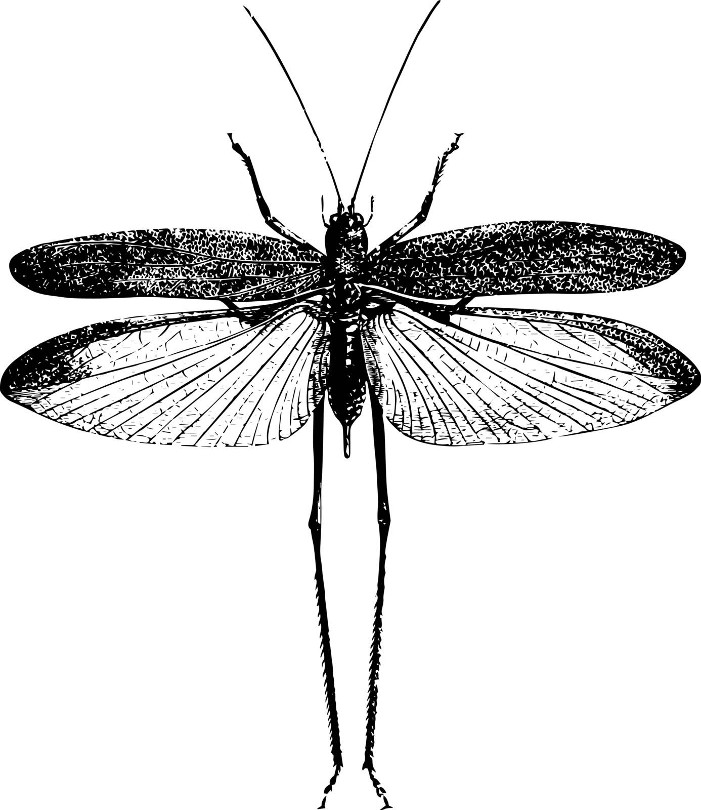 Narrow Leaved Grasshopper is herbivorous insects of the suborder Ceasefire in the order Orthoptera vintage line drawing or engraving illustration.