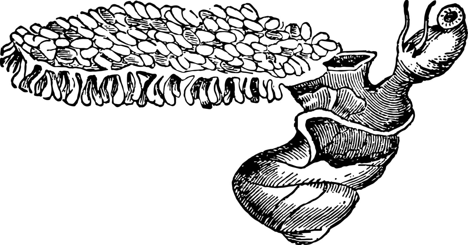 Violet Snail is a floating sea slug, vintage line drawing or engraving illustration.