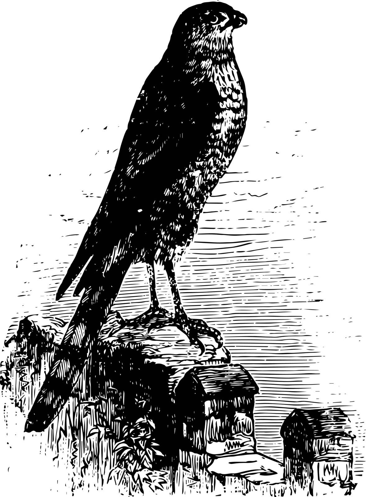 This image represents Sharp shinned Hawk Small vintage line drawing or engraving illustration.