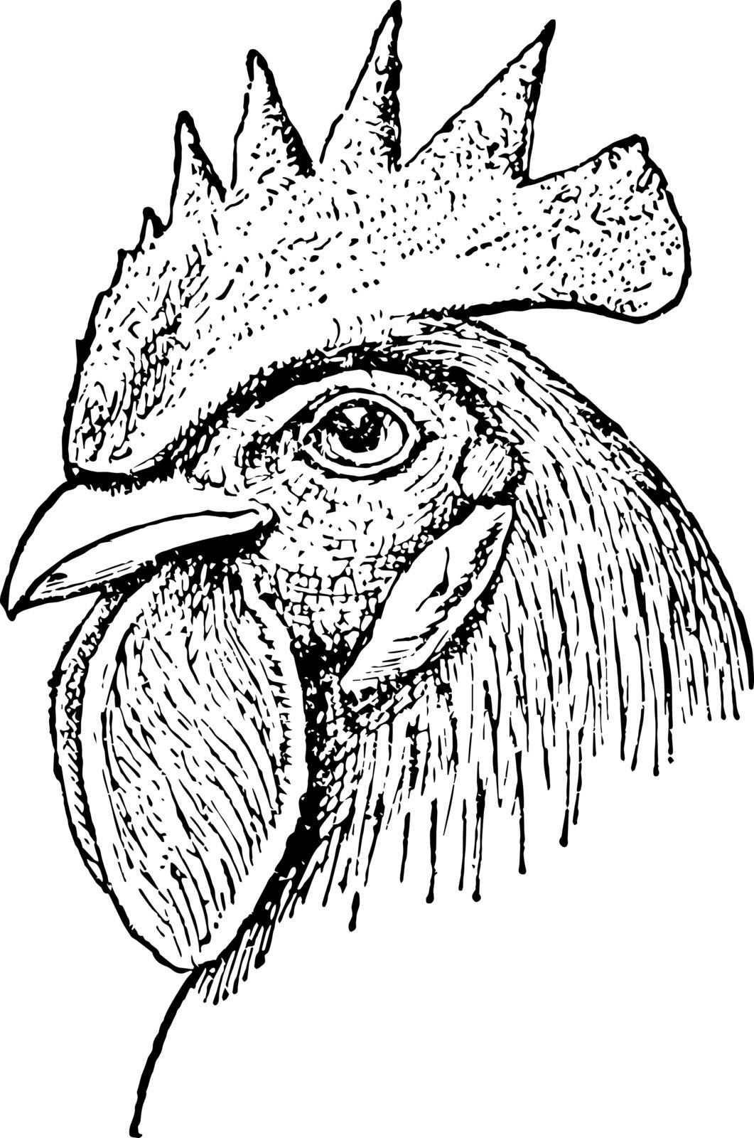 Single Comb Chicken Head which is smooth and standing on the head vintage line drawing or engraving illustration.