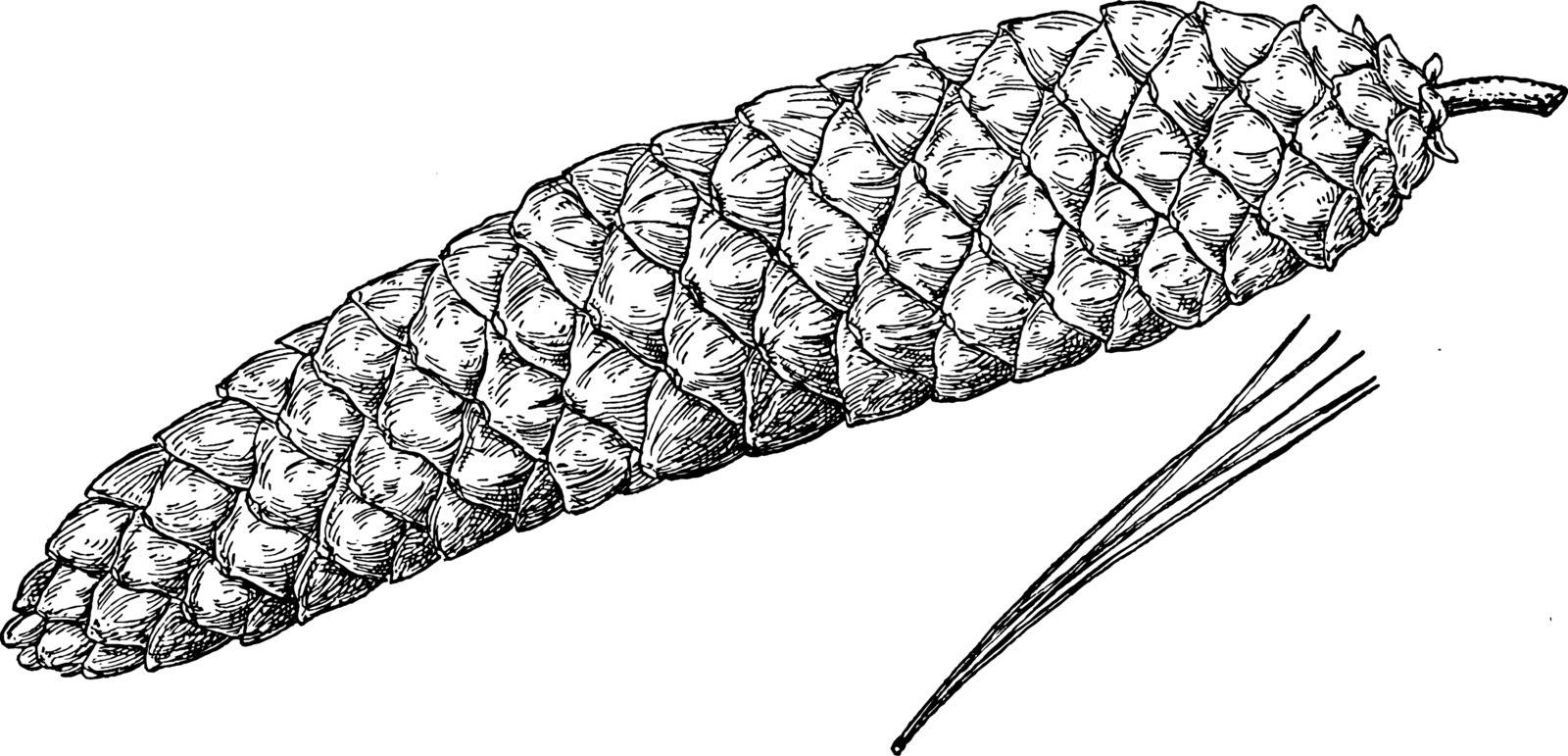 The pine cone of a sugar pine tree. These trees are also known as Pinus Lamertiana, vintage line drawing or engraving illustration.