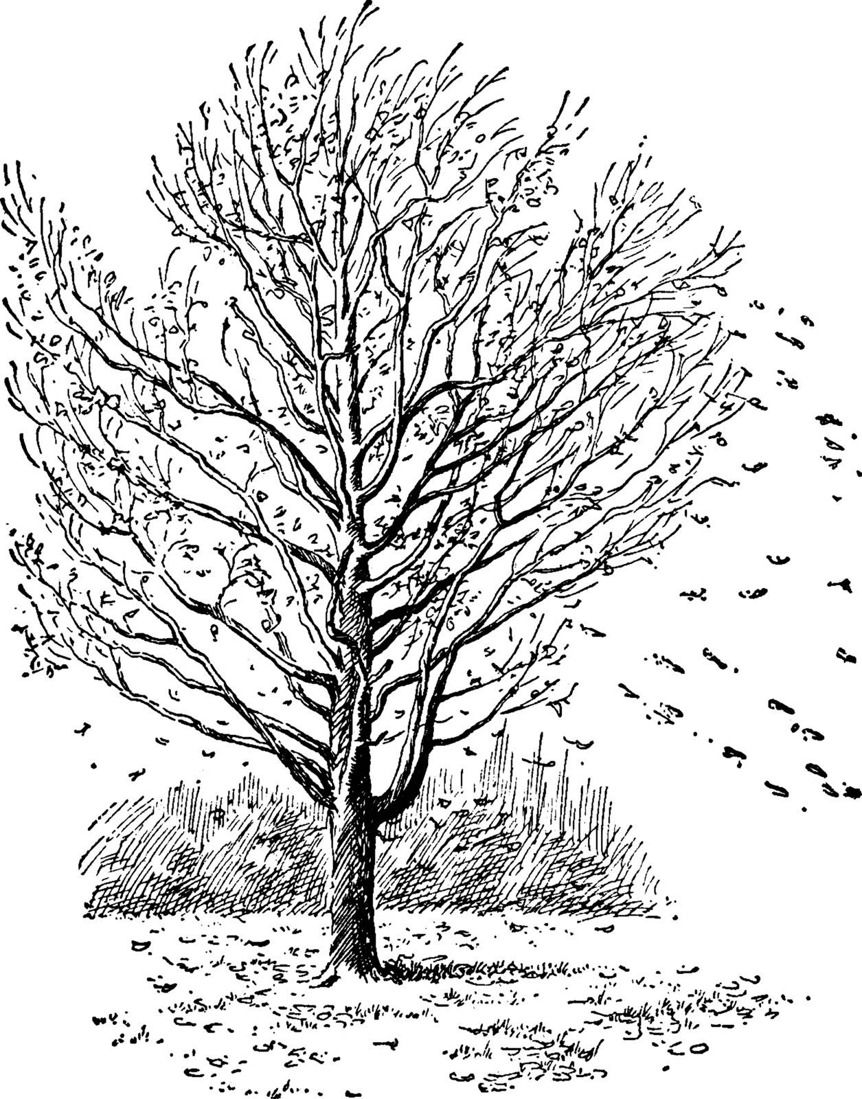 This is an image of Pasture maple tree. This is a deciduous tree, vintage line drawing or engraving illustration.