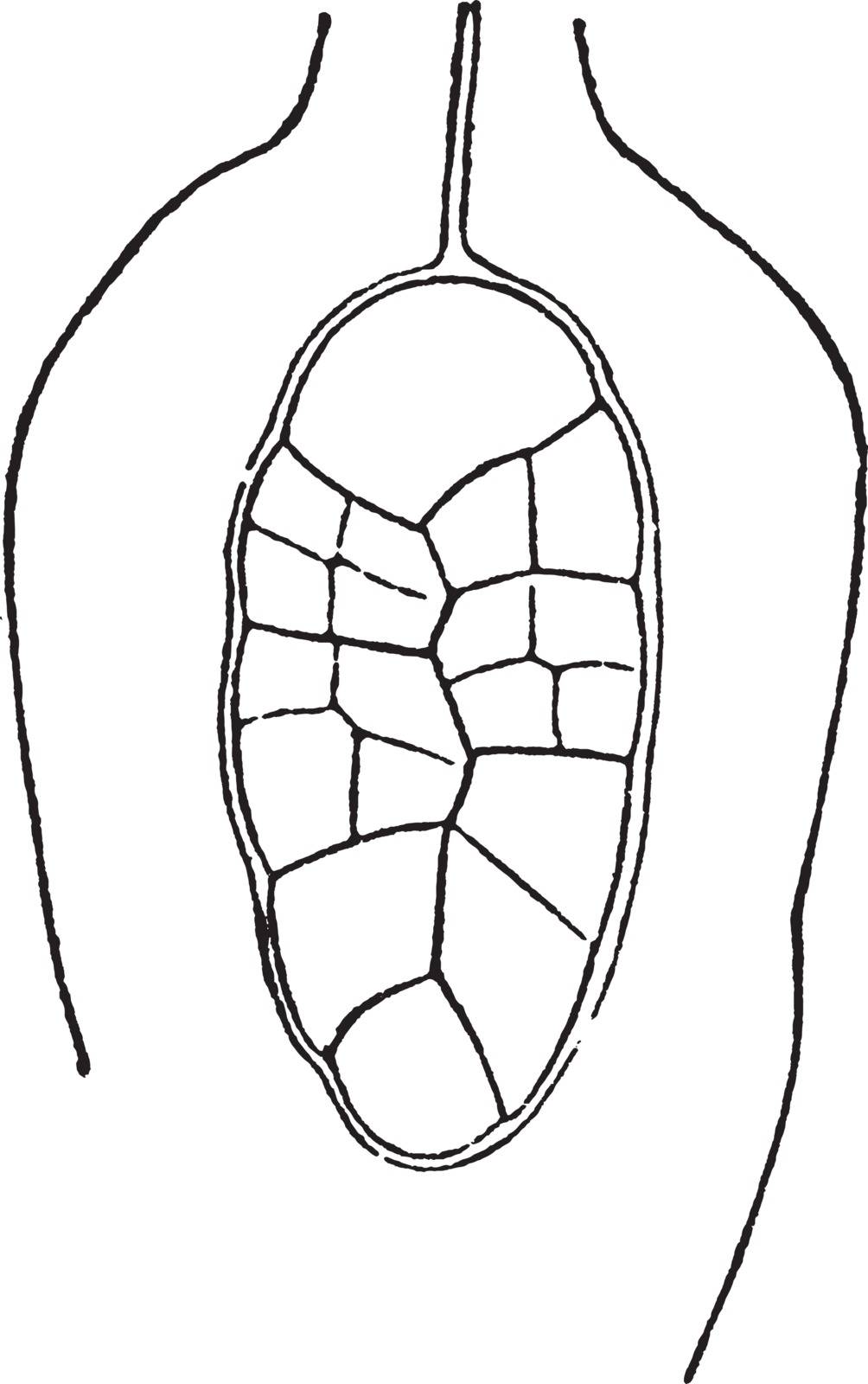 This is an image of Longitudinal section of the very young sporogonium enclosed in the archegonial wall of Funaria hygrometrica which grows on moist shady, damp soil, vintage line drawing or engraving illustration.