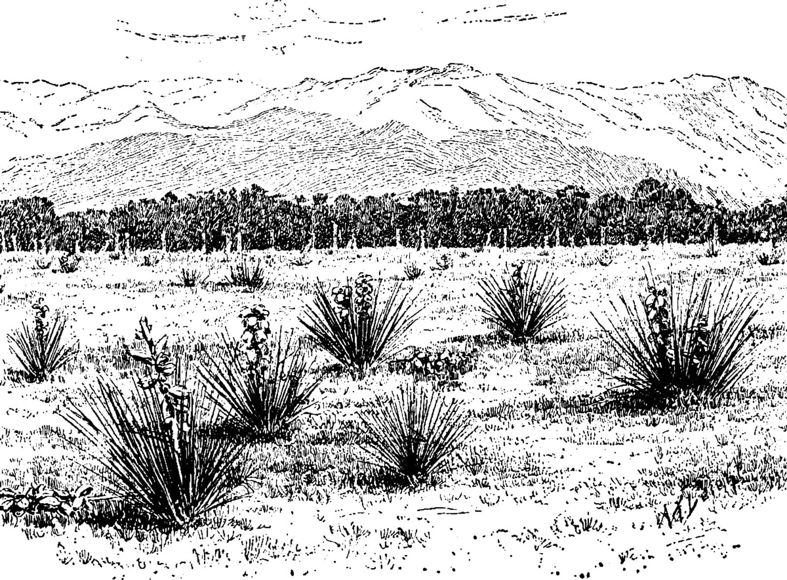 Yucca Glauca vintage illustration.  by Morphart