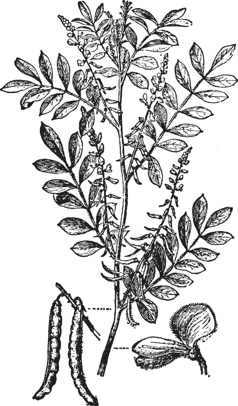 This plant has pinnate leaves and has clusters of usually red or purple flowers. It is from Indigofera genus, vintage line drawing or engraving illustration.
