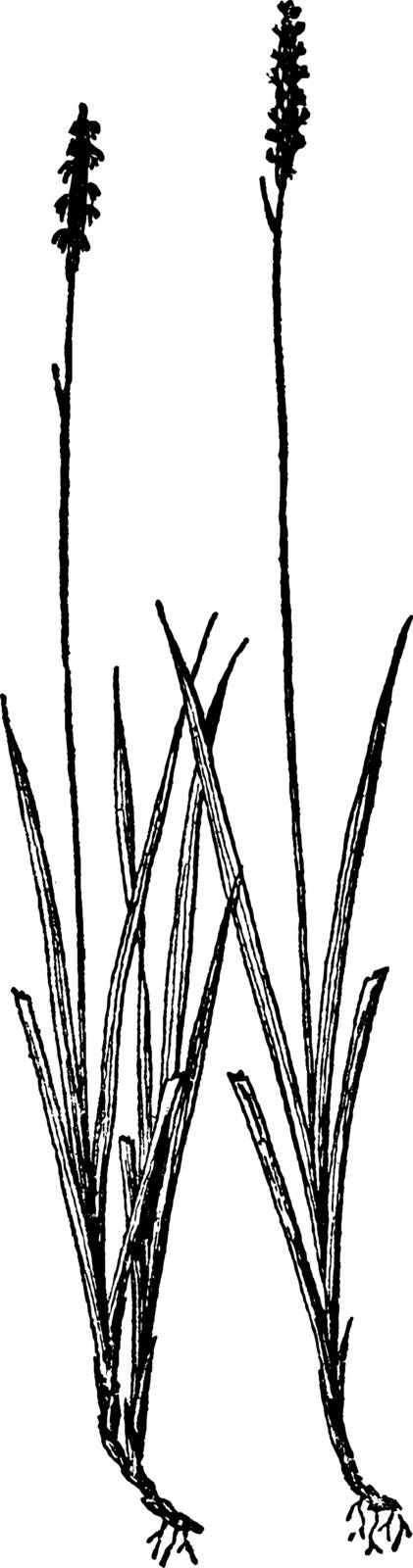 The Northern Single spike Sedge is a flower bud usually consists of a single erect spike up to 1 inch long at the top of the stem. It is of two type's male and female versions, vintage line drawing or engraving illustration.