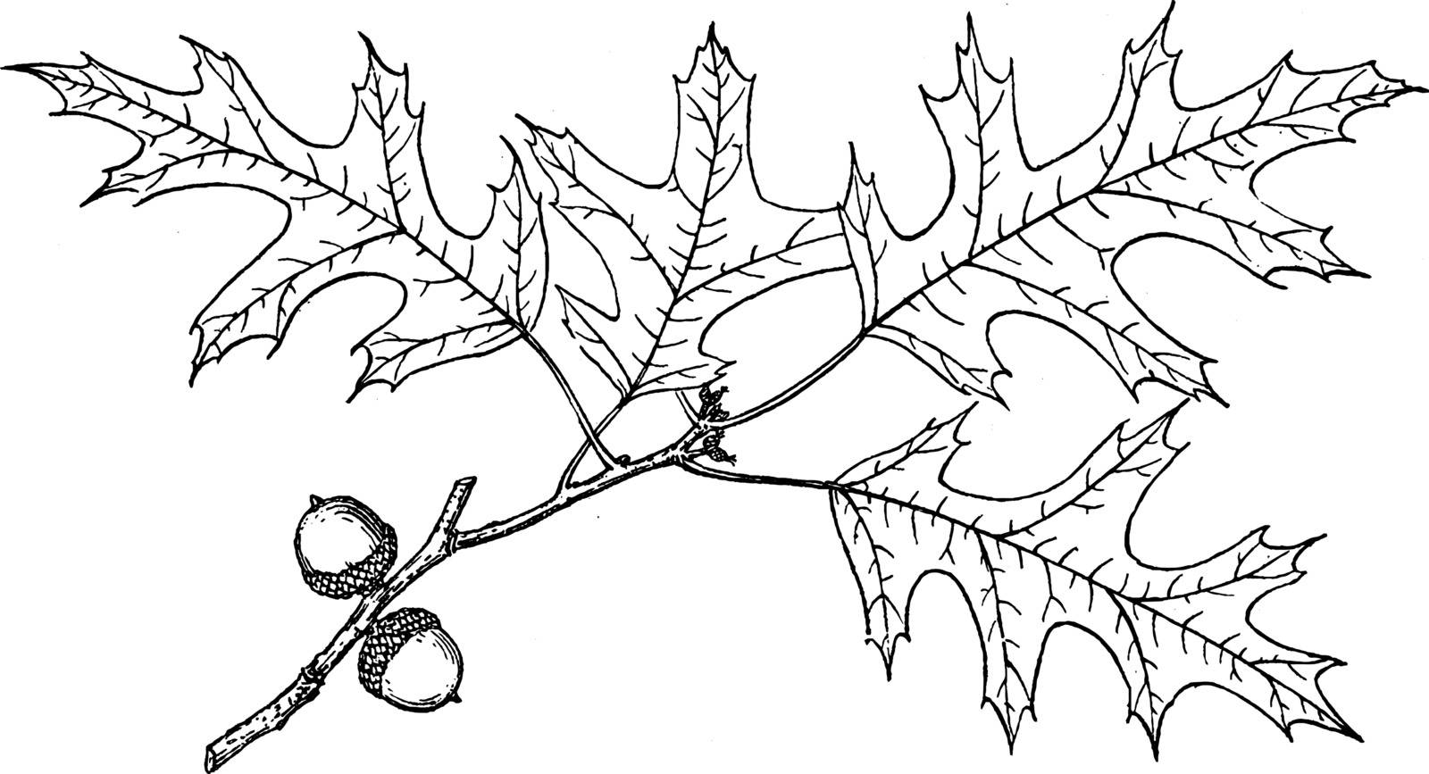 A picture of Branch of Swamp Spanish Oak. It is mostly found in rivers and on glacial till plains in the north-central and eastern United States, vintage line drawing or engraving illustration.