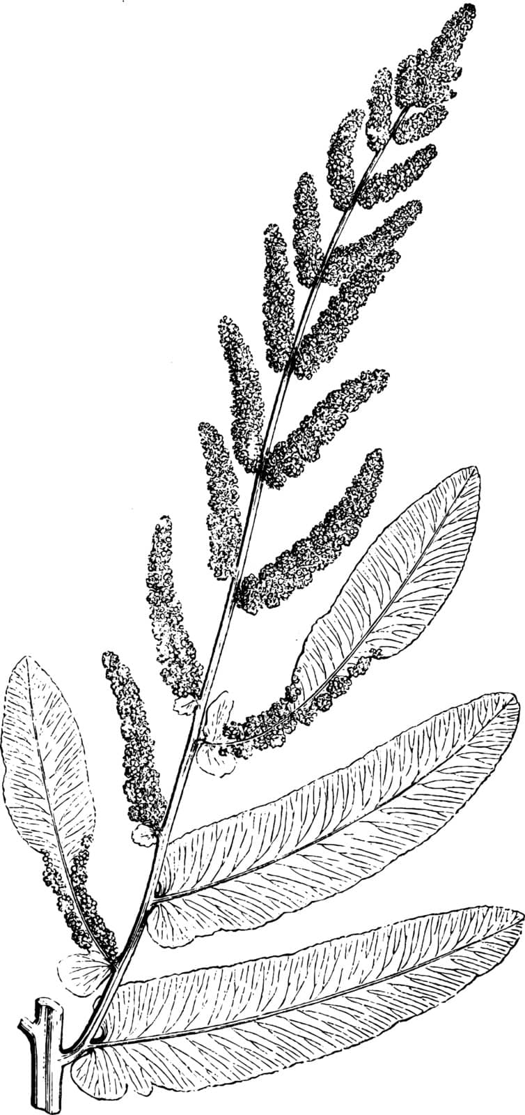 The Royal fern is known as osmunda regalis. It easy to grows up to 6 feet tall and 3 feet wide, vintage line drawing or engraving illustration.