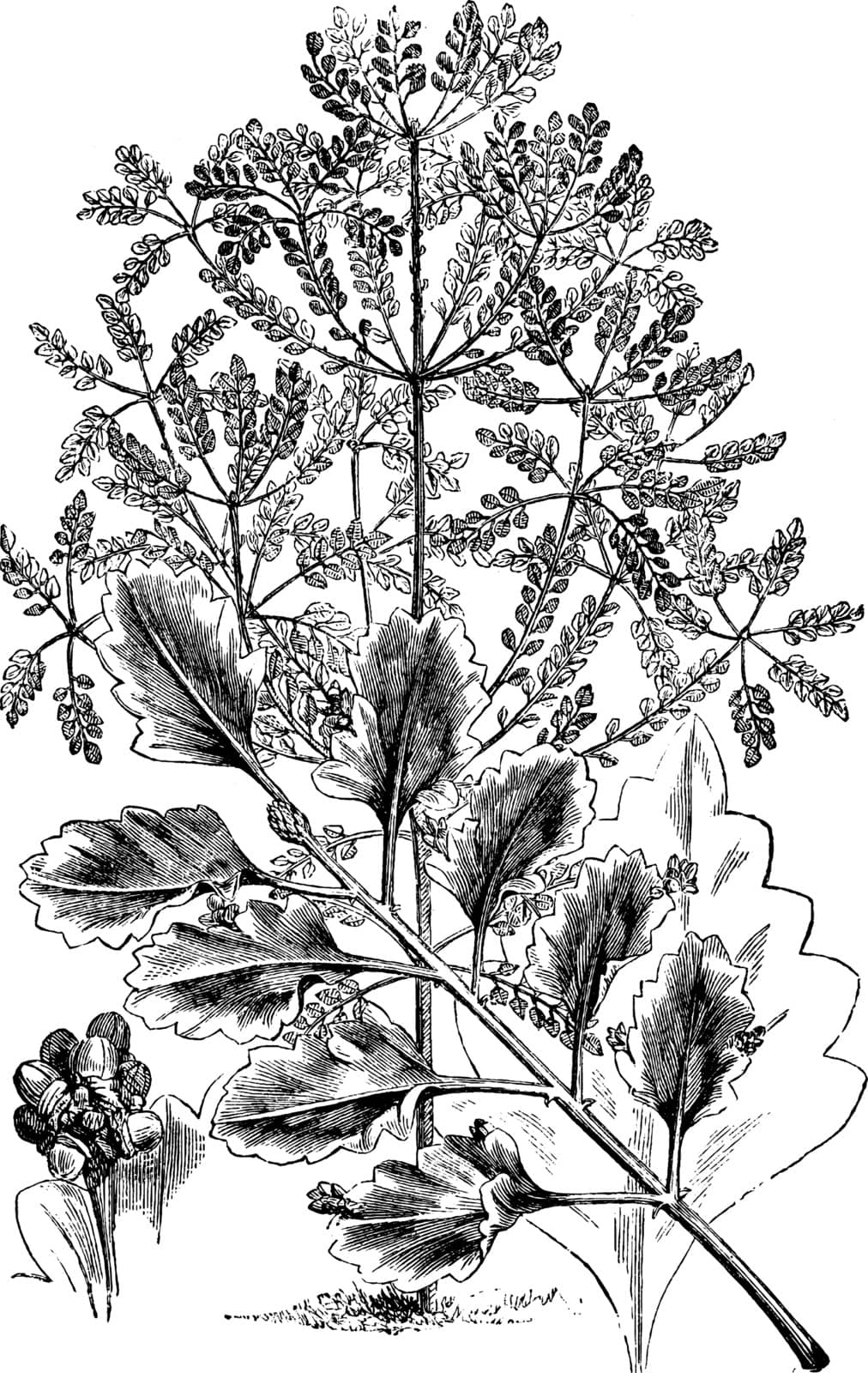 A picture showing the leaves of the Glauca variety are fan-wedged shaped, vintage line drawing or engraving illustration.