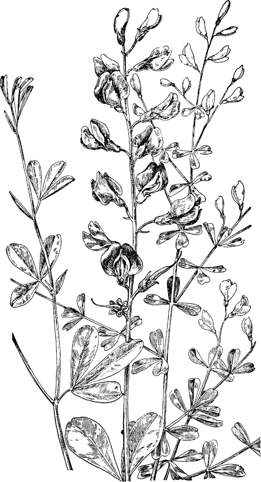 The picture, that's showing two plants, one is the Blue False Indigo and second is Wild Indigo. Those are flowering plant, vintage line drawing or engraving illustration.