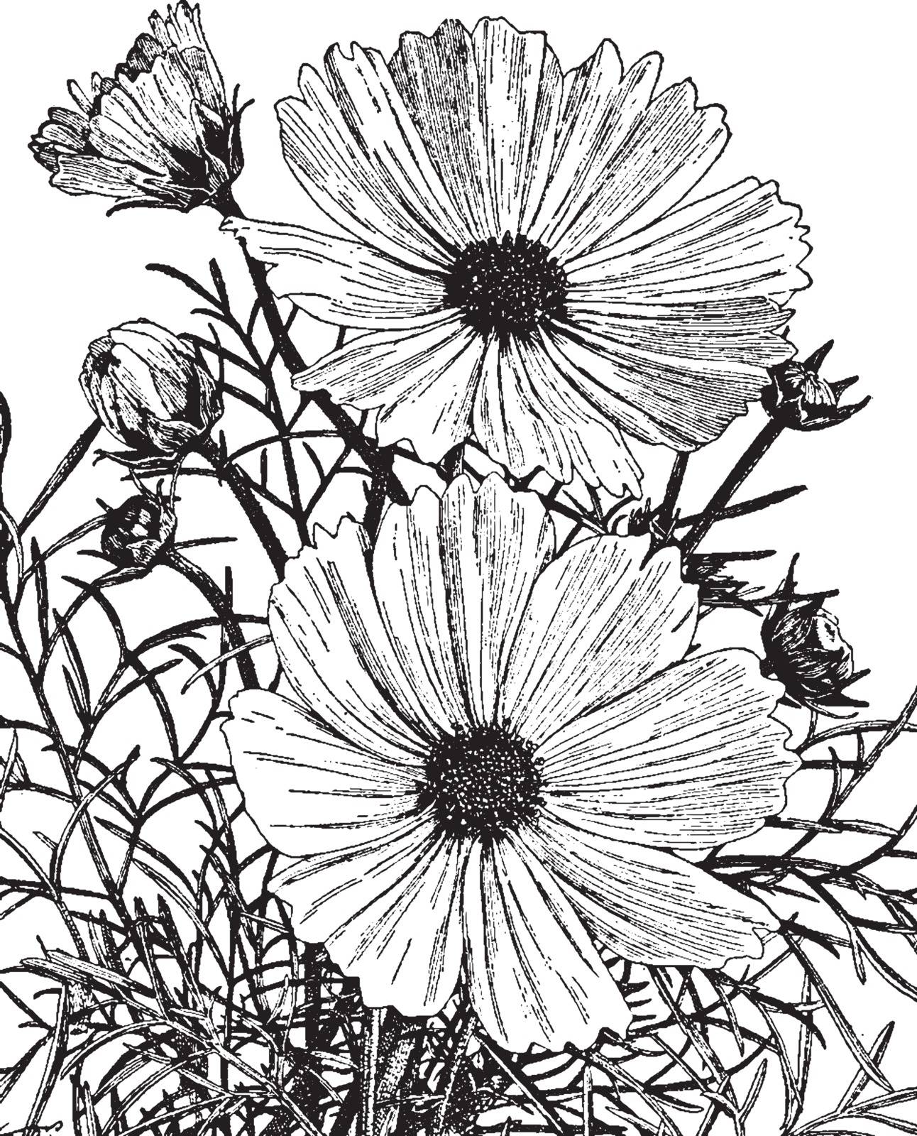 Cosmos Bipinnatus is an annual flower, the height of the plant is 2-4 feet; the flowers are white, pink and purple; its leaves are subtly cut into segments closely, vintage line drawing or engraving illustration.