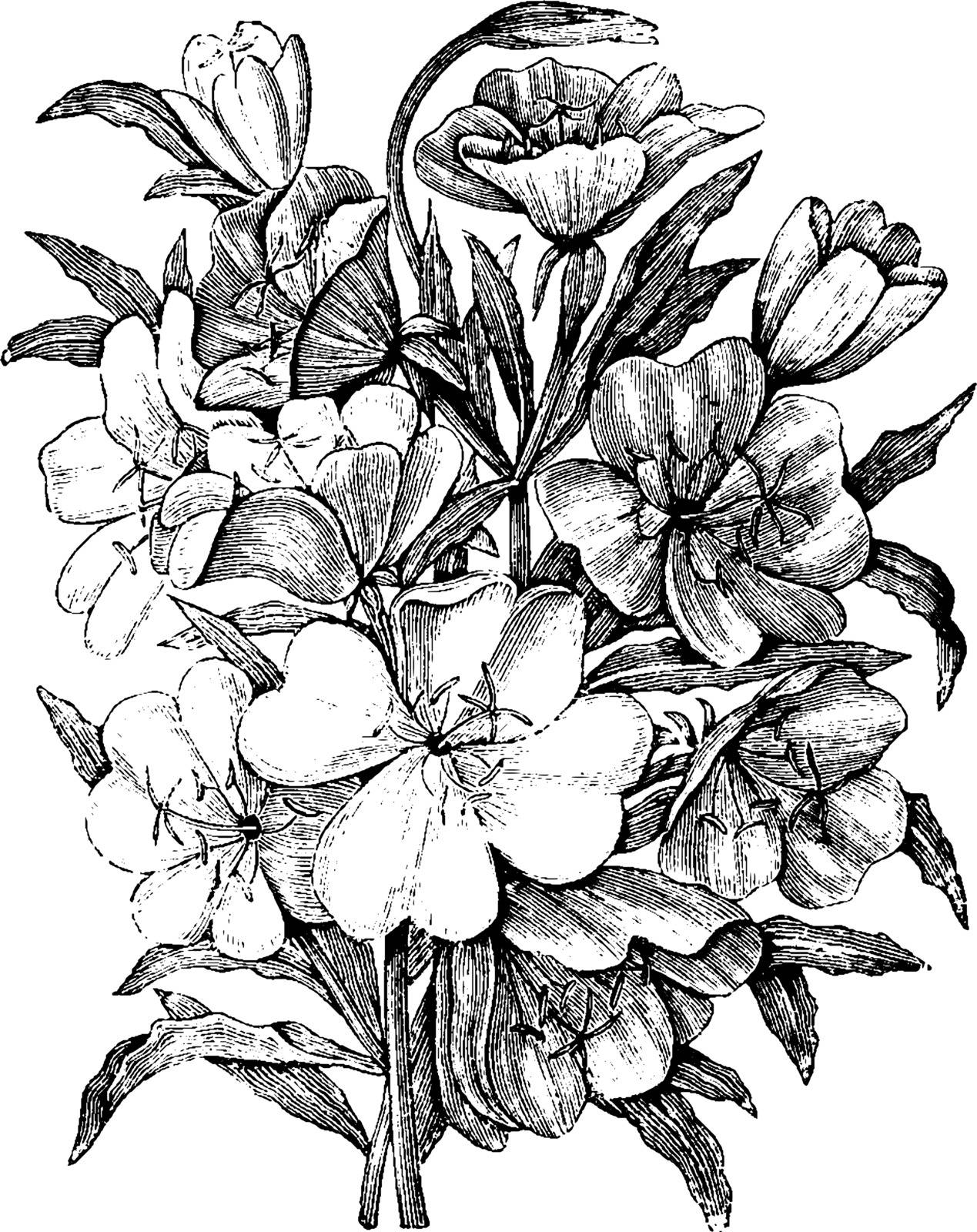 Oenothera californica is a perennial herb producing a spreading or upright stem up to 80 centimeters long. Young plants have a basal rosette of leaves it is white to pale pink in color, vintage line drawing or engraving illustration.