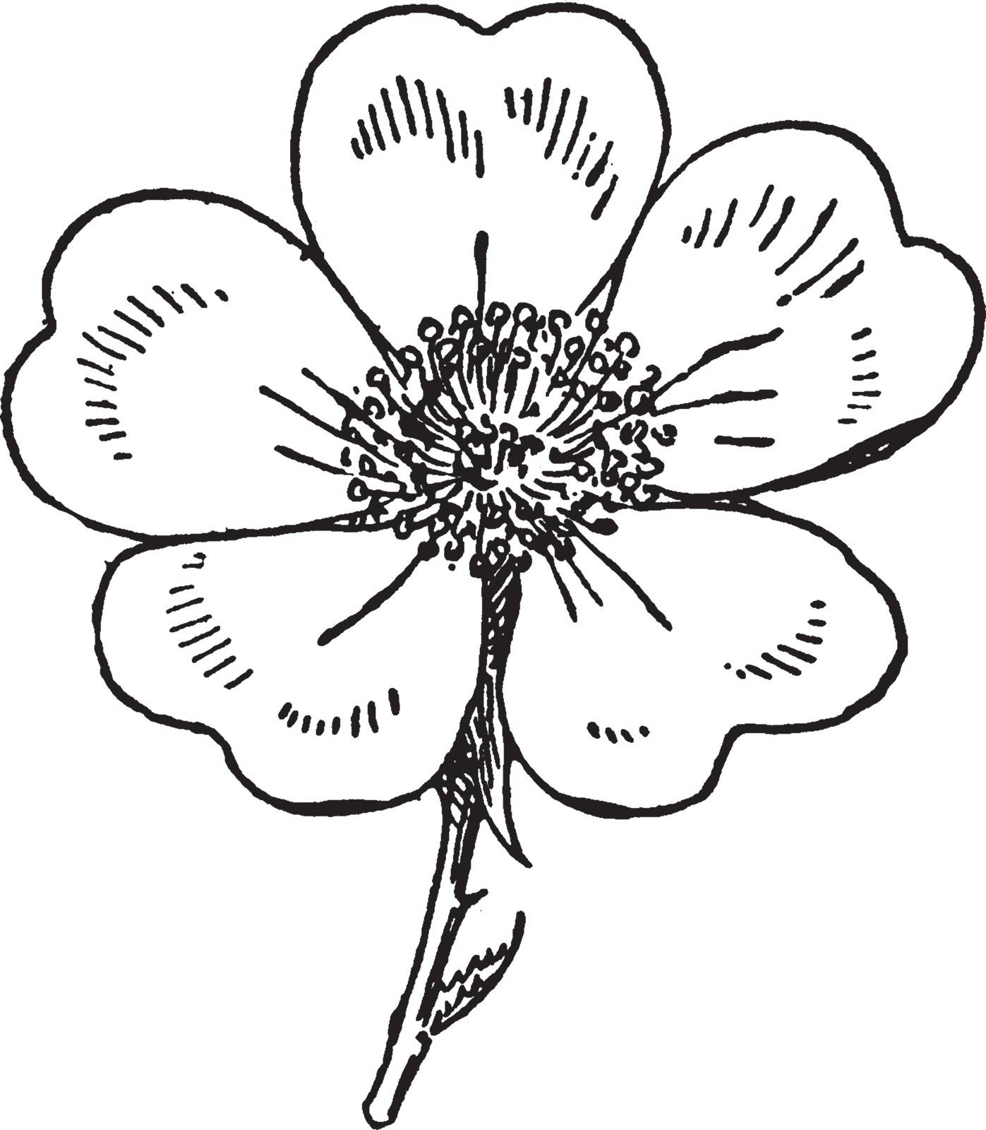 It is known as yellow petal flowers. The petal heart shaped with five petals, vintage line drawing or engraving illustration.