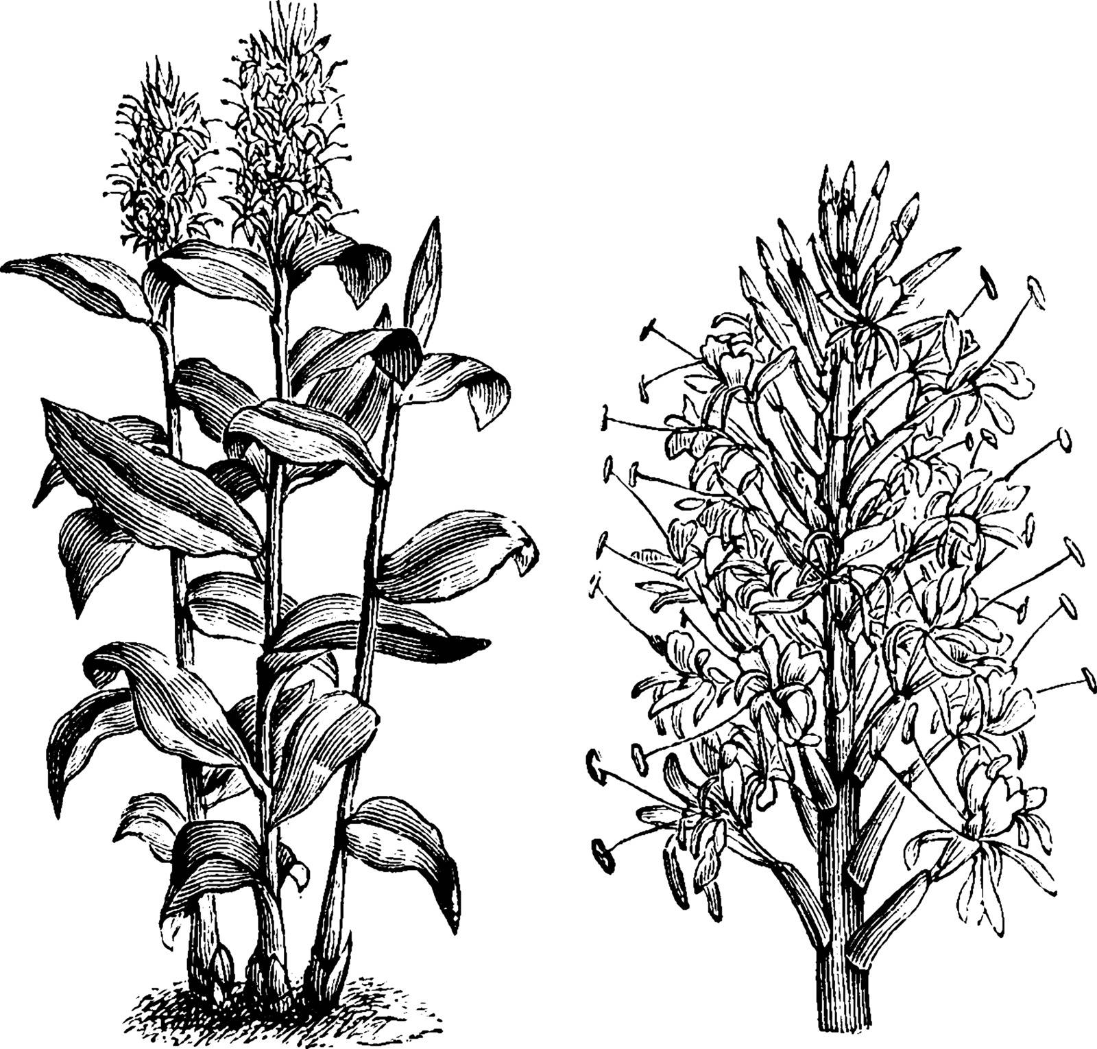 Hedychium gardnerianum is a plant native to the Himalayas in India, Nepal, and Bhutan. It grows to 8 ft. tall with long, bright green leaves clasping the tall stems. The leaves are planted in two rows, vintage line drawing or engraving illustration.