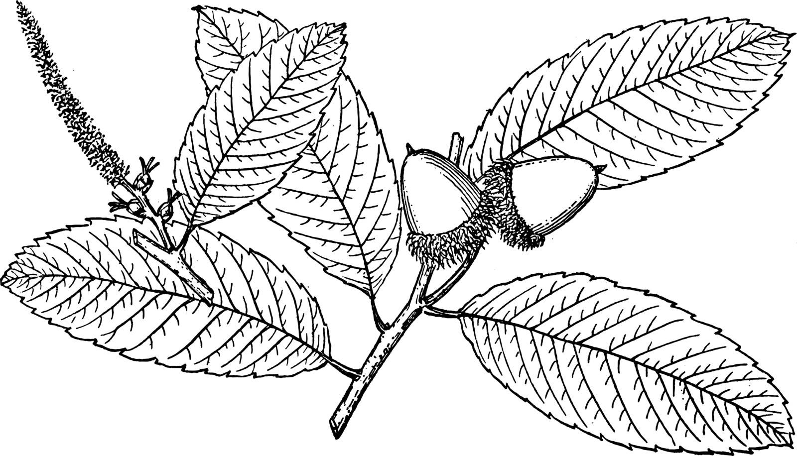 A picture of Branch of Pasania Densiflora. Many leaves, matured flowers and fruirts are there, vintage line drawing or engraving illustration.