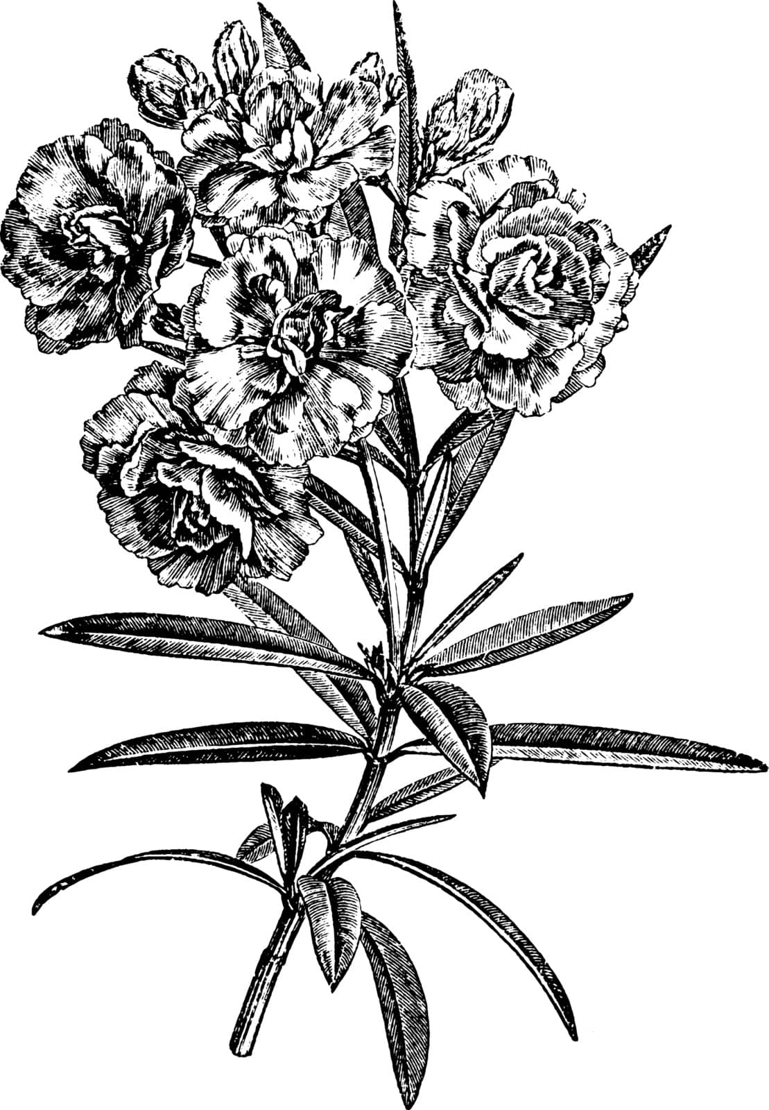 Flowering Branchlet of Nerium Oleander Album Plenum vintage illu by Morphart