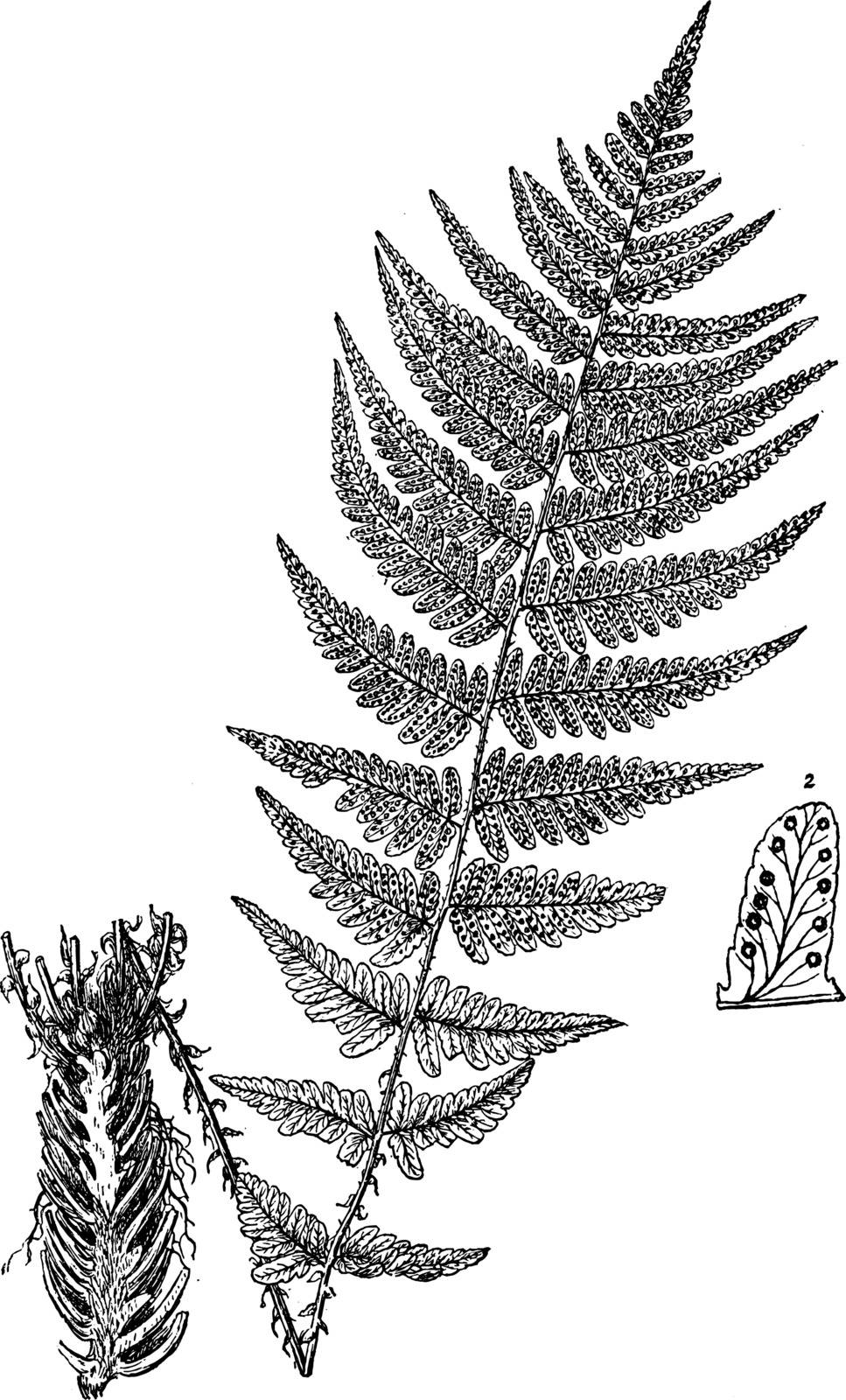This is Fern Hybrid along with Vascular roots. It looks like a neem tree and leaves are like neem-tree-leaf. This is non-flowering plants and leaf contains the small pores, vintage line drawing or engraving illustration.