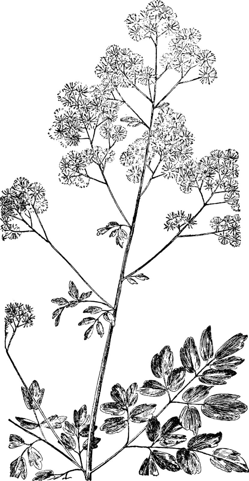 Thalictrum polygamum is an herbaceous perennial plant native to wet areas in eastern North America, vintage line drawing or engraving illustration.