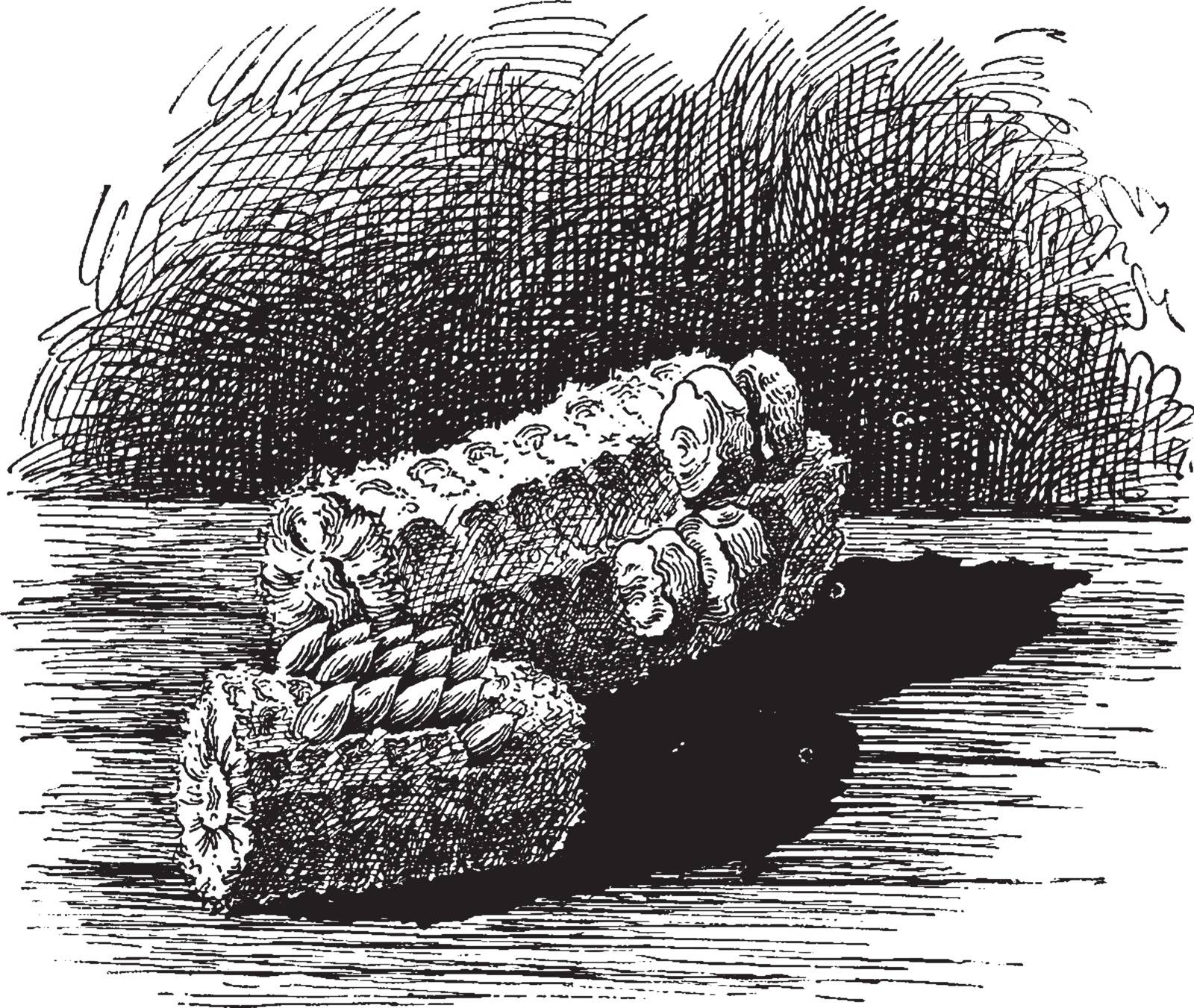 Corn on the Cob vintage illustration.  by Morphart