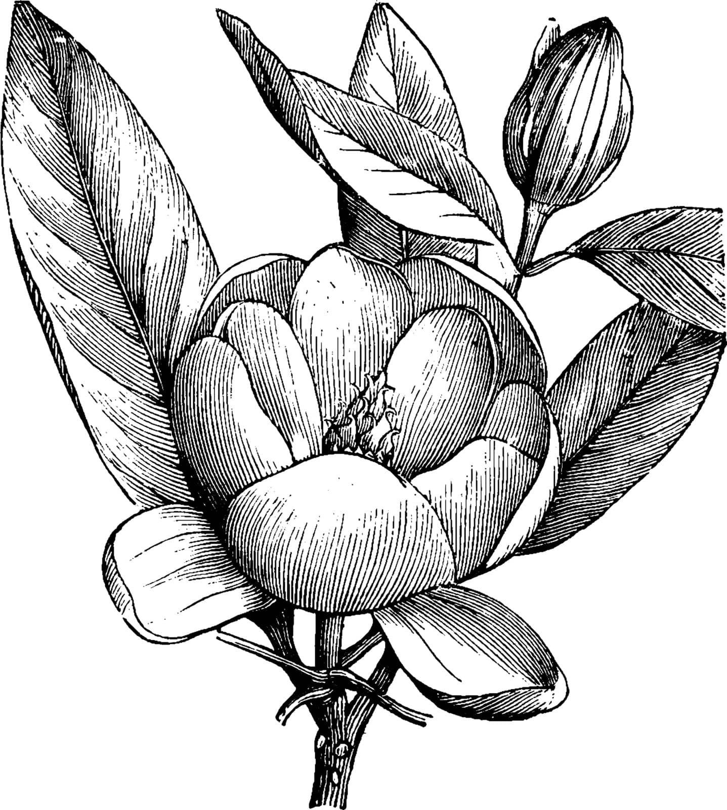 Magnolia Glauca has very aromatic white flowers. There are nine to twelve leaves per flower and there are large leaves around it, vintage line drawing or engraving illustration.
