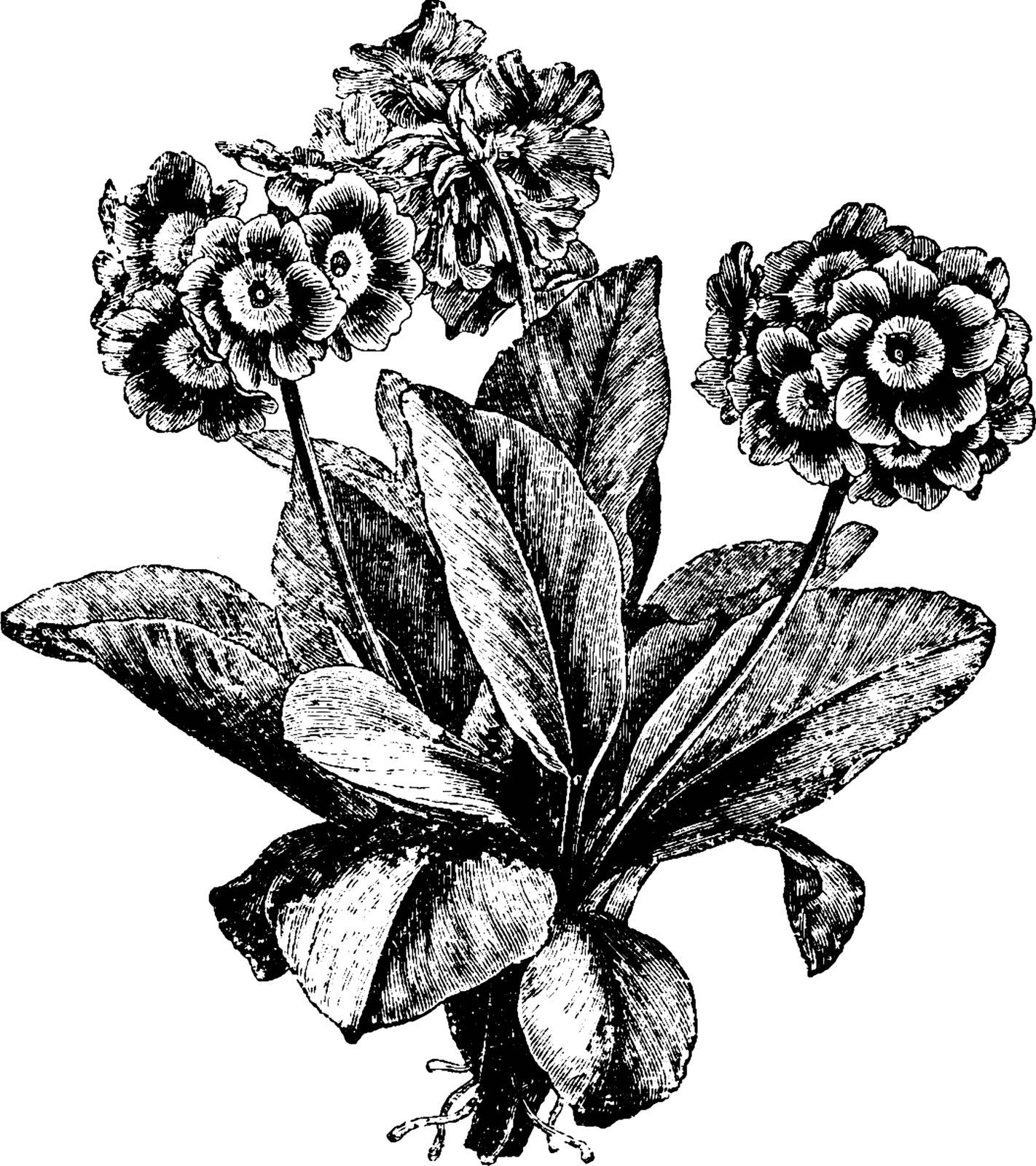 A picture of Primula Auricula flower plant. It is an evergreen perennial plant. Its plant is tall and wide, the leaves are obviate, vintage line drawing or engraving illustration.
