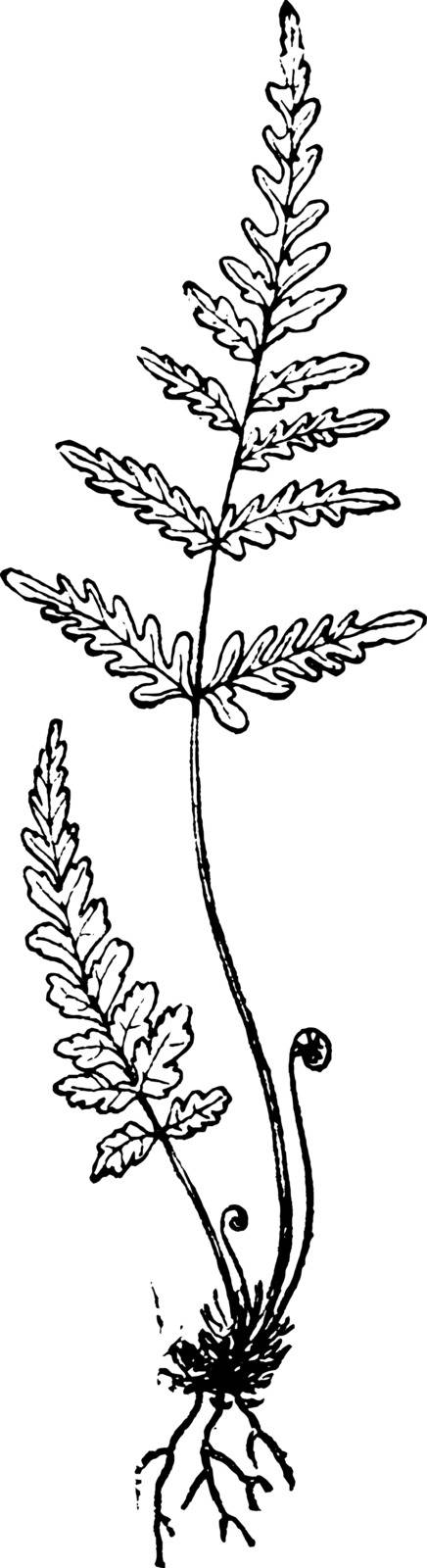 A picture of Silver Fern and known as Cyathea dealbata. This fern is grow to 10m high, vintage line drawing or engraving illustration.