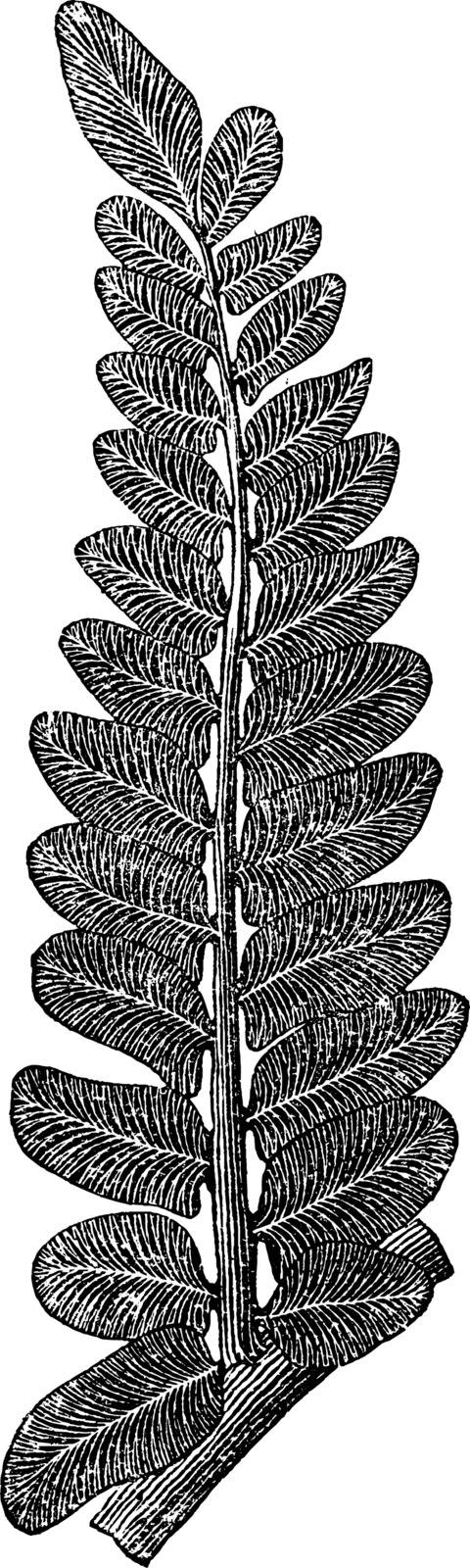 A picture of Fern Fossil and known as Neuropteris, vintage line drawing or engraving illustration.