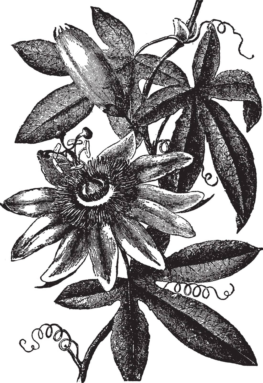 Passion Flower also known as Passiflora. It is an evergreen climber with exotic looking flowers, sometimes followed by brightly coloured fruits, vintage line drawing or engraving illustration.