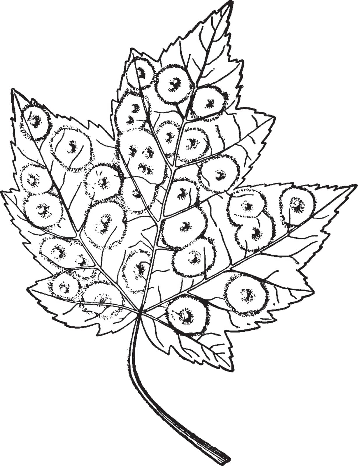 A picture showing the maple spot gall on the leaf of red maple, vintage line drawing or engraving illustration.