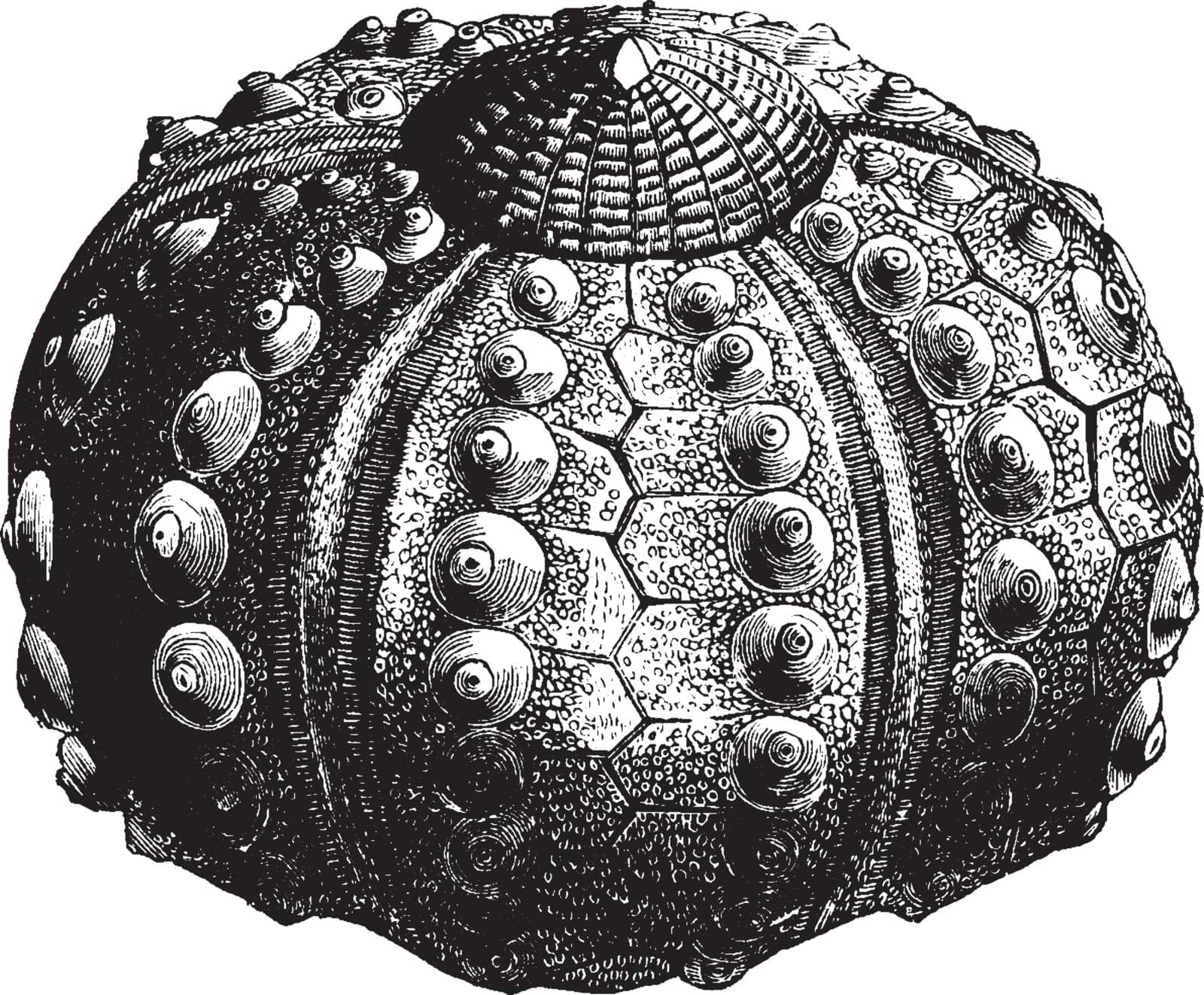 Sea urchin without spines is made up of several hundred polygonal pieces of different sizes of every variety of outline, vintage line drawing or engraving illustration.