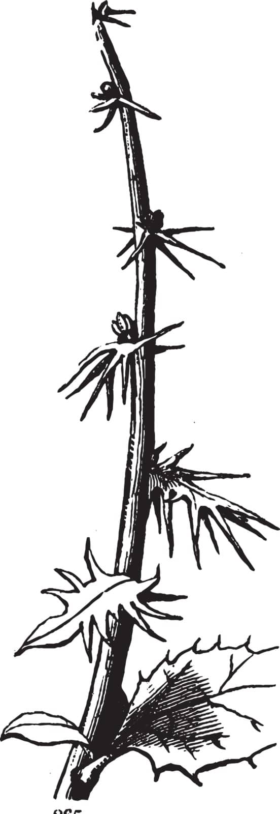 A picture shows Shoot Plant. It consists of stems including their appendages, the leaves & lateral buds, flowering stems & flower buds. The new growth from seed germination that grows upward is shooting, vintage line drawing or engraving illustration.