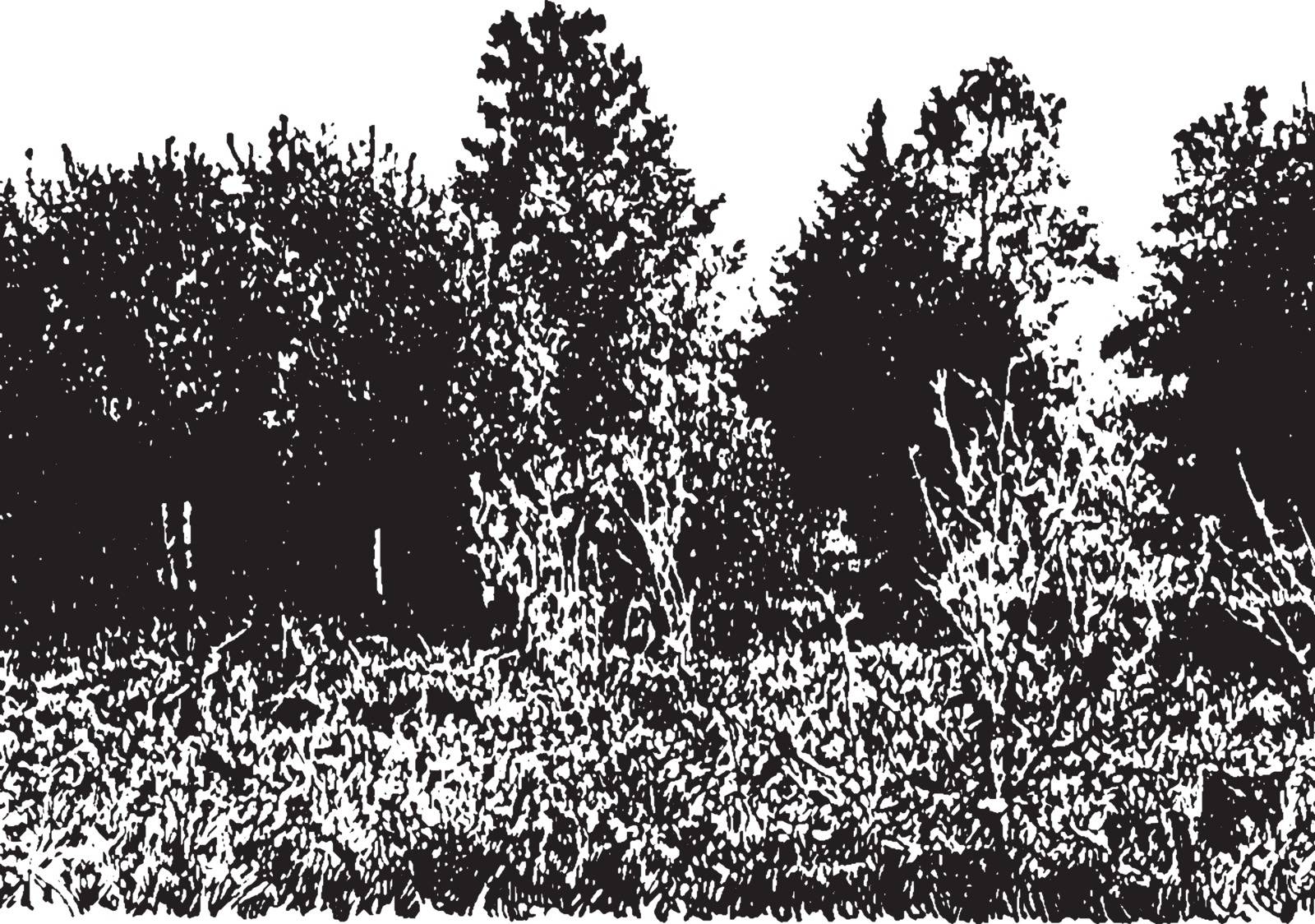 A picture of a farming land covered with white pines which are coming into a pasture, vintage line drawing or engraving illustration.